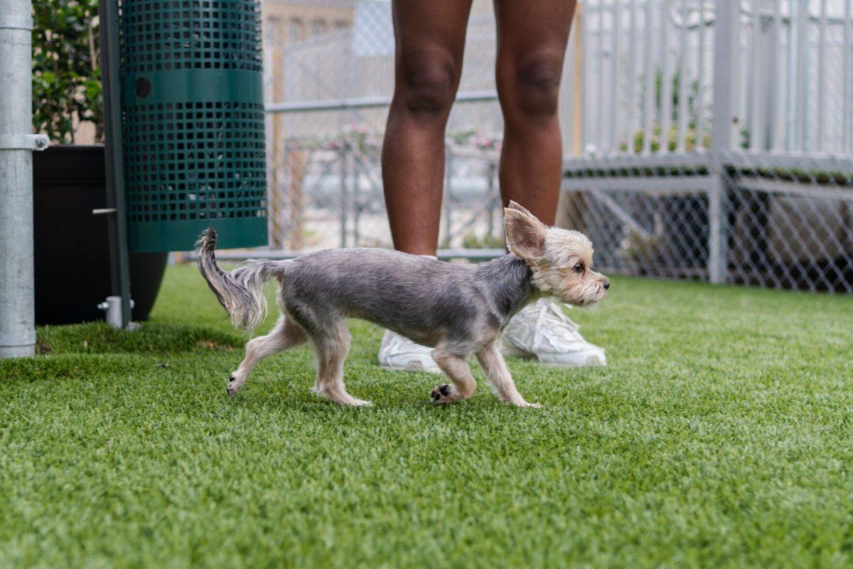 A little dog runs around Friday, April 26, 2024, at the doggy daycare facility at the LSU School of Veterinary Medicine in Baton Rouge, La.