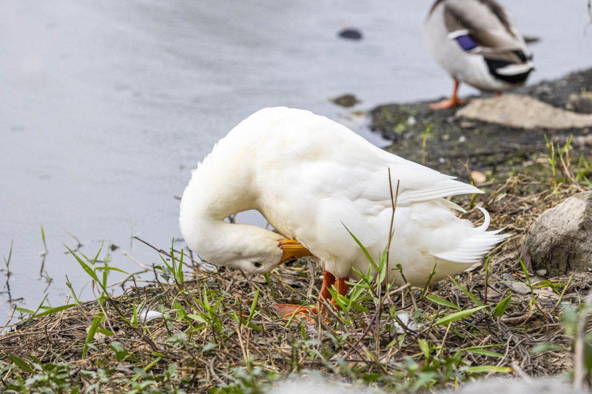 An American Pekin duck preens itself Tuesday, April 2, 2024, around Campus Lakes on LSU's campus.