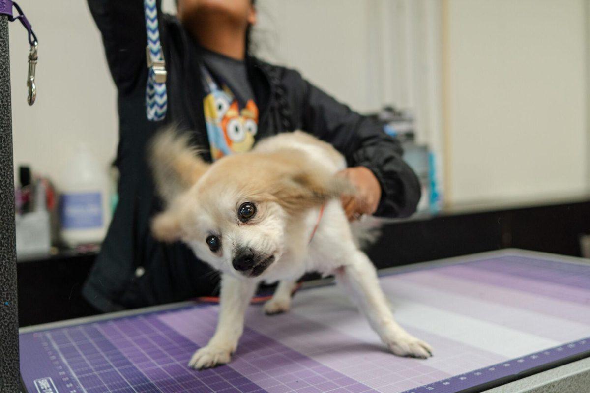 A dog shakes out Friday, April 26, 2024, at the doggy daycare facility at the LSU School of Veterinary Medicine in Baton Rouge, La.