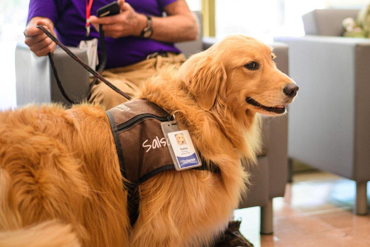 Salsa the golden retriever sits on Tuesday, April 30, 2024, in the LSU Library in Baton Rouge, La.