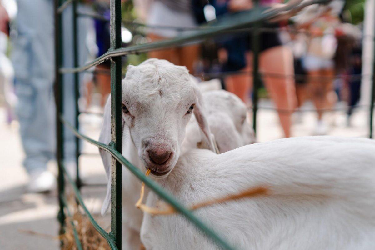 A goat munches on some hay Tuesday, April 2, 2024, at the College Council Rodeo on Tower Drive on LSU's campus.