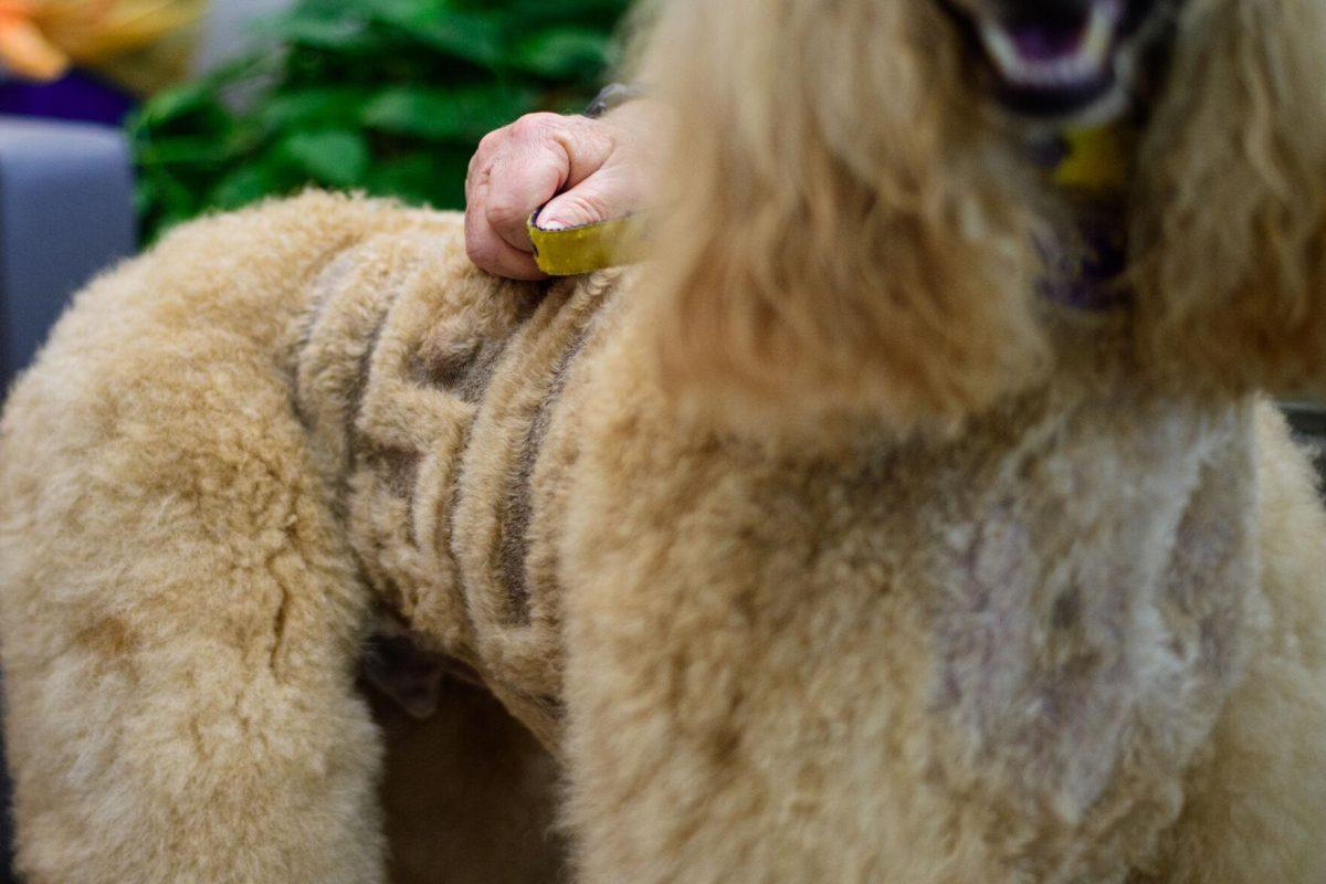 "LSU" is shaved into the poodles side on Tuesday, April 30, 2024, in the LSU Library in Baton Rouge, La.