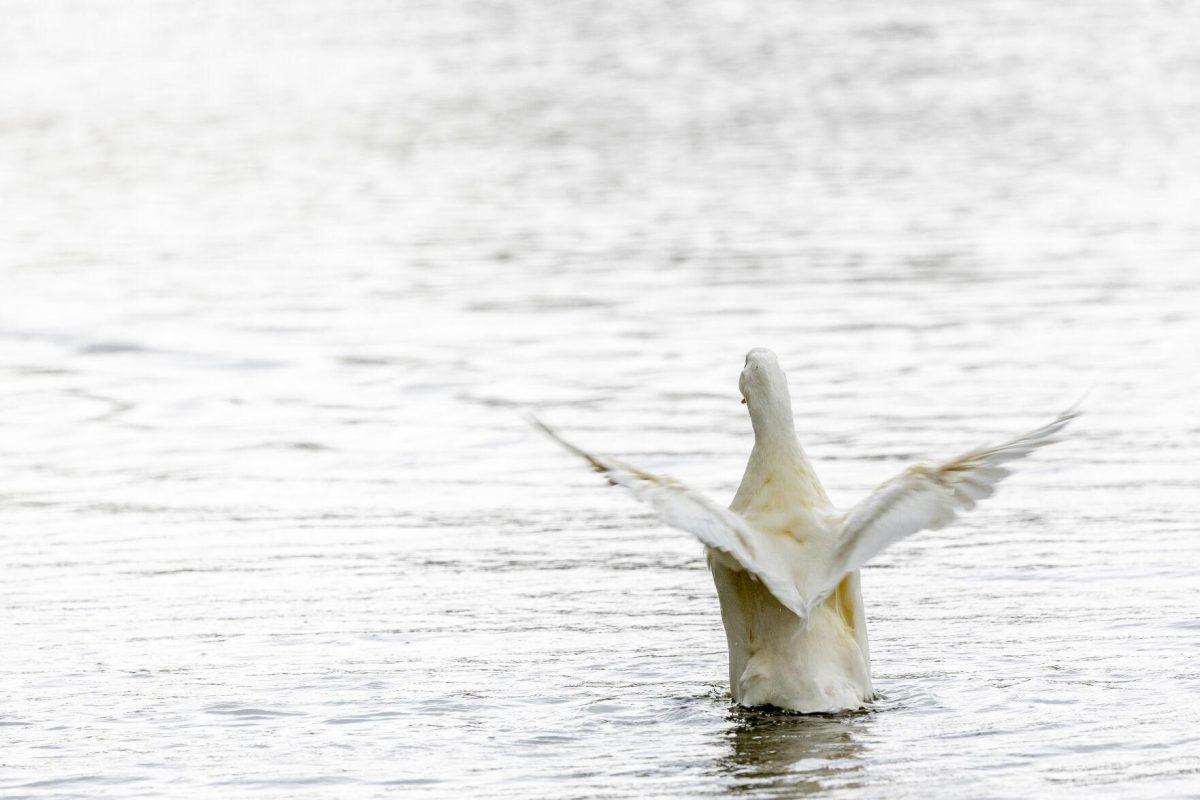 An American pekin flaps its wings in the water Tuesday, April 2, 2024, around Campus Lakes on LSU's campus.