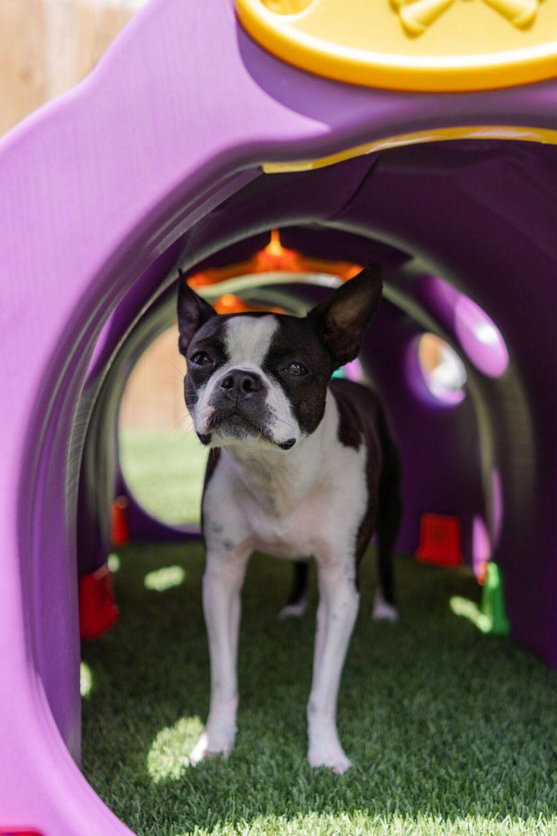 A dog stands under a play structure Friday, April 26, 2024, at the doggy daycare facility at the LSU School of Veterinary Medicine in Baton Rouge, La.