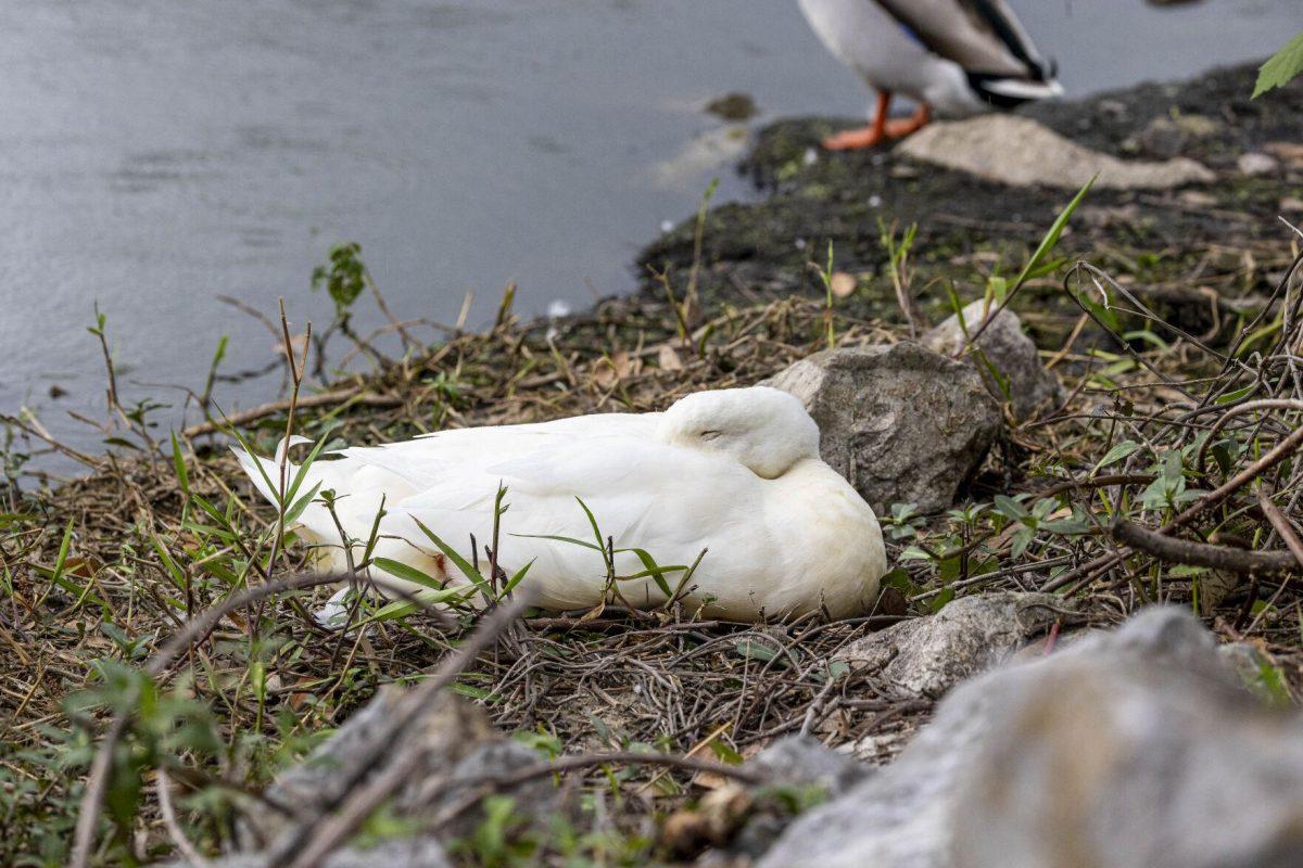 An American pekin takes a nap Tuesday, April 2, 2024, around Campus Lakes on LSU's campus.