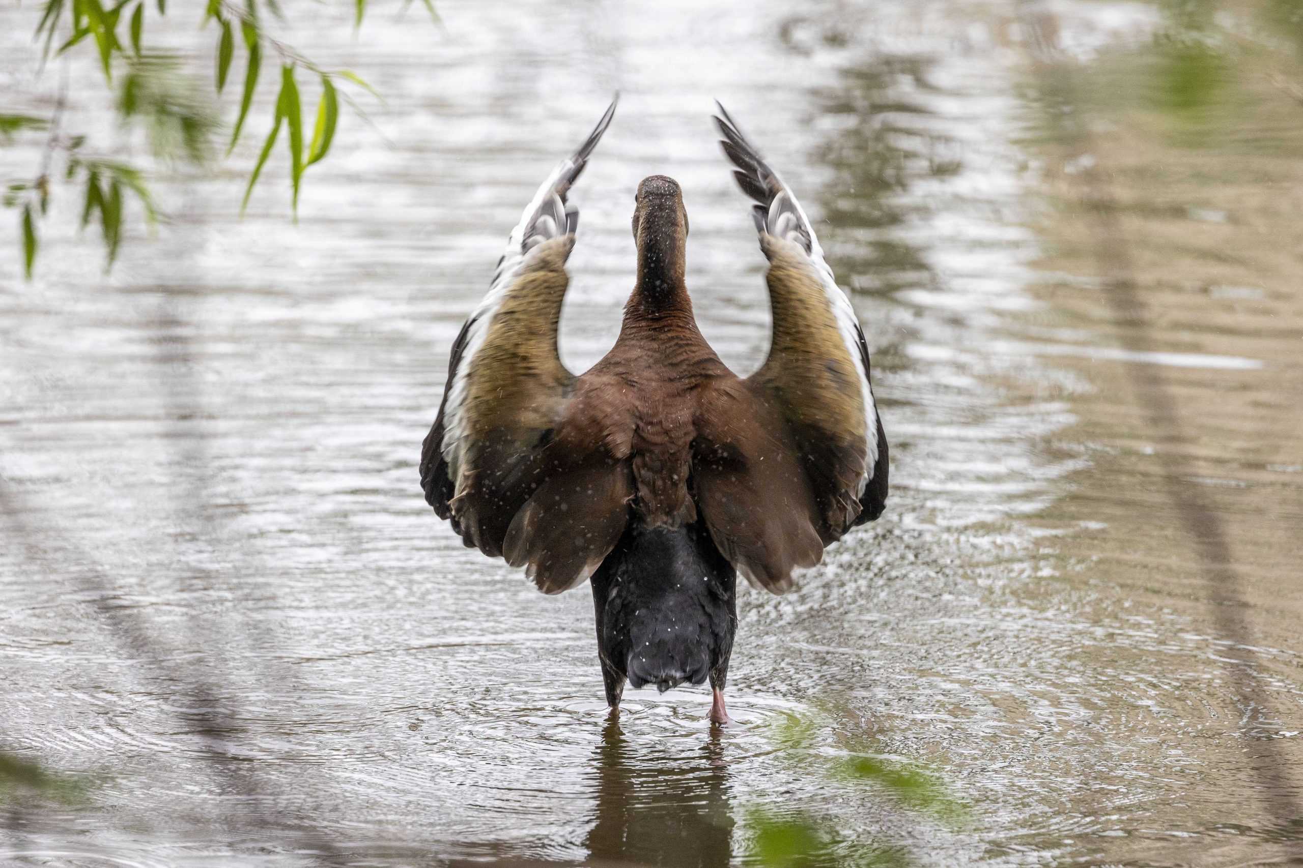 PHOTOS: What I learned from an hour with the campus ducks