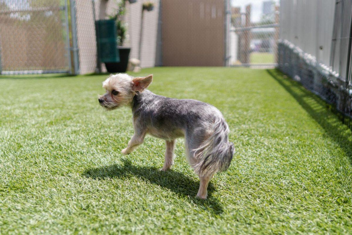 A dog runs around on the turf Friday, April 26, 2024, at the doggy daycare facility at the LSU School of Veterinary Medicine in Baton Rouge, La.