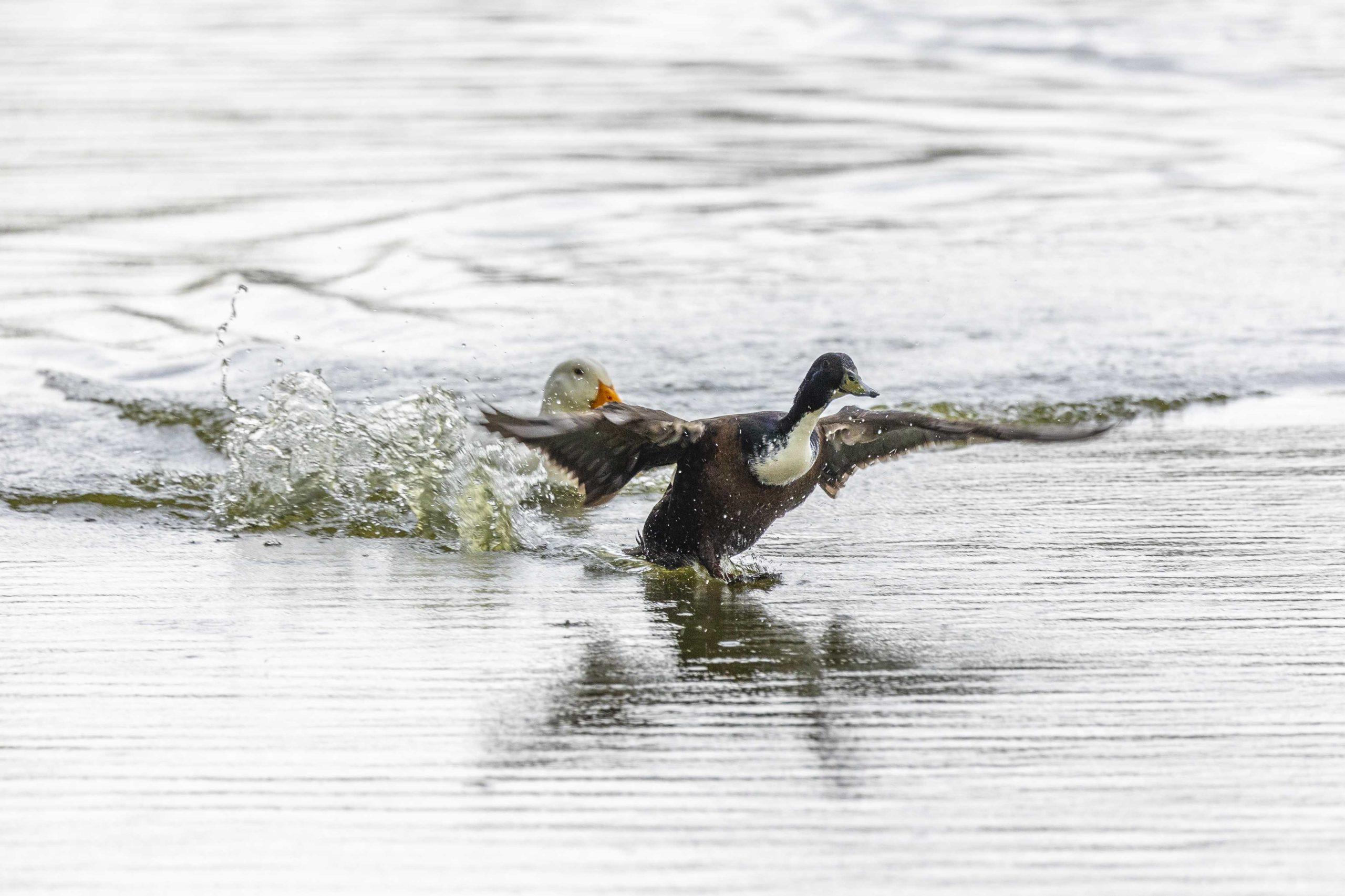 PHOTOS: What I learned from an hour with the campus ducks