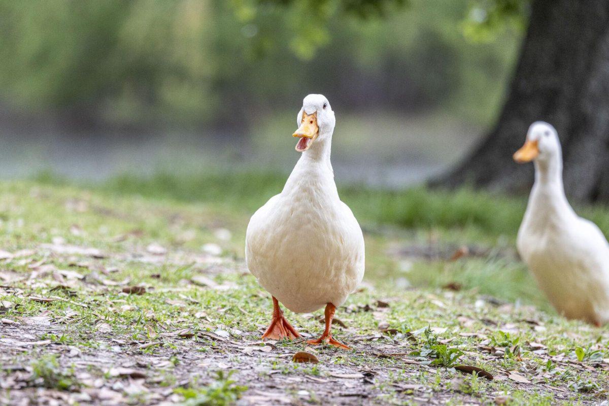 An American pekin duck runs happily Tuesday, April 2, 2024, around Campus Lake on LSU's campus.