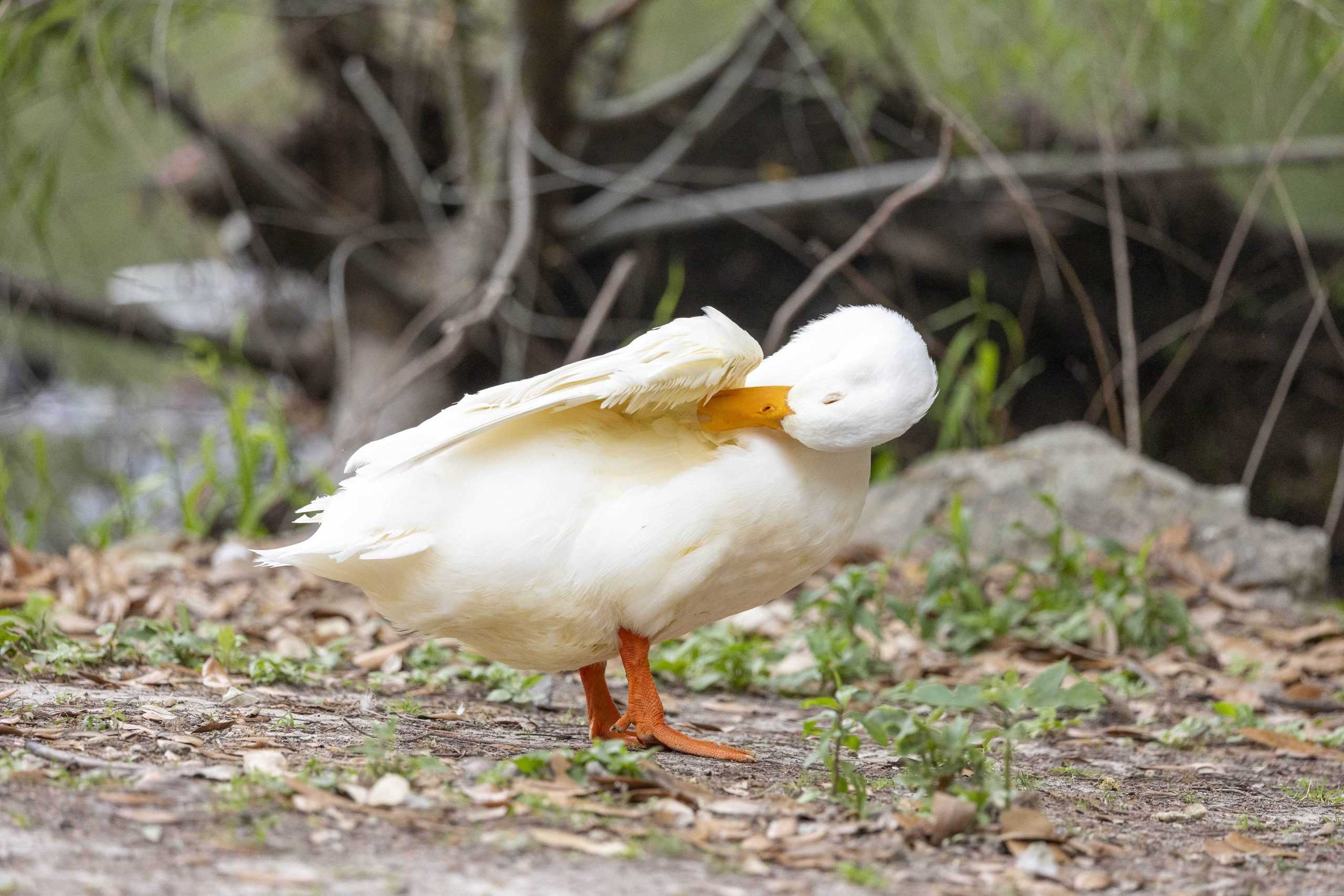 PHOTOS: What I learned from an hour with the campus ducks