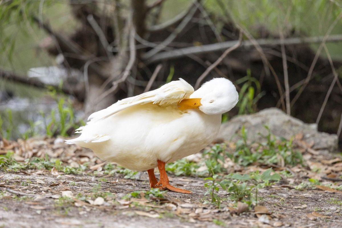 An American pekin duck preens itself Tuesday, April 2, 2024, around Campus Lake on LSU's campus.