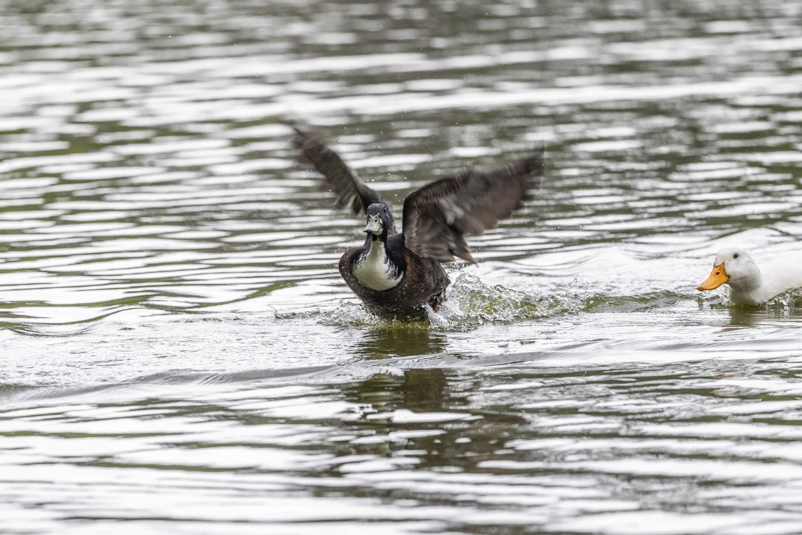 PHOTOS: What I learned from an hour with the campus ducks