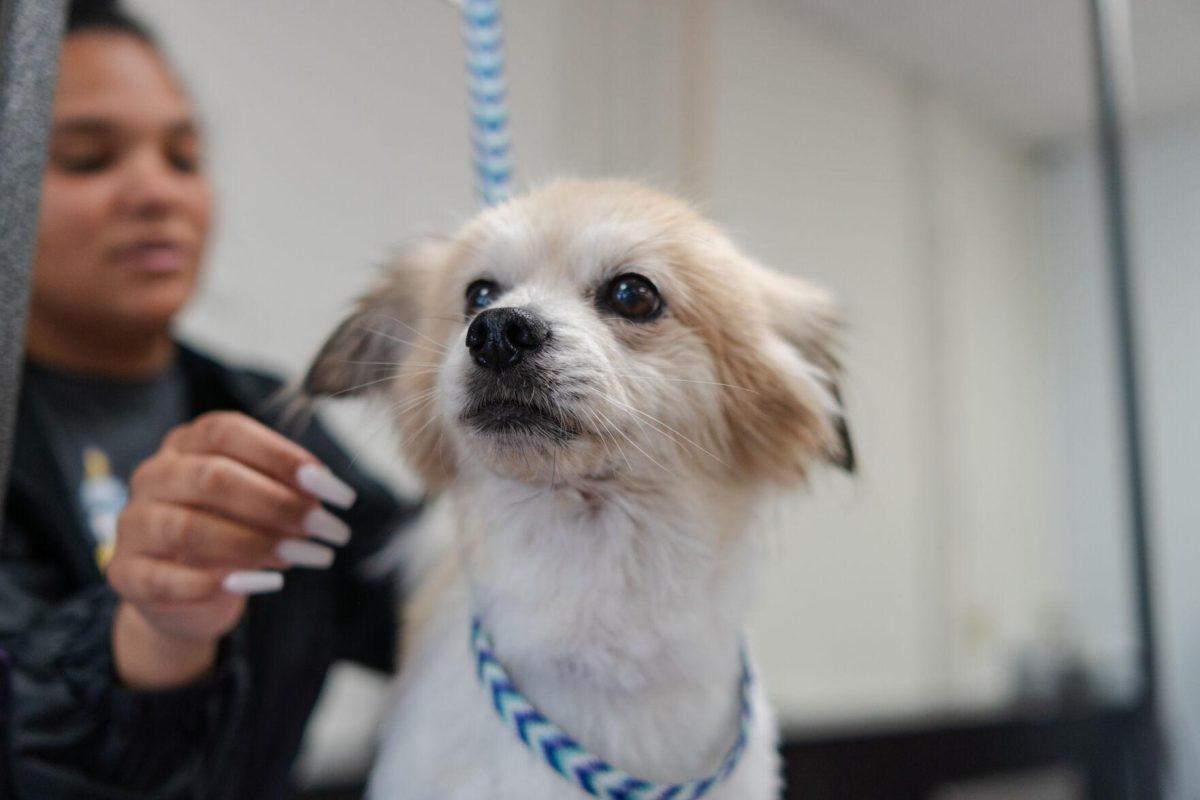 A dog stands for a grooming session Friday, April 26, 2024, at the doggy daycare facility at the LSU School of Veterinary Medicine in Baton Rouge, La.