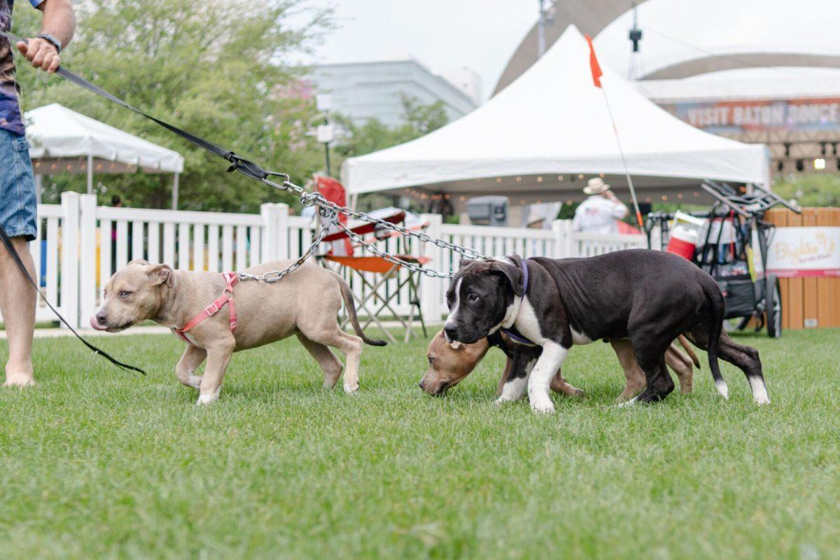 A trio of dogs scamper in the grass Saturday, April 20, 2024, at the Baton Rouge Blues Festival.