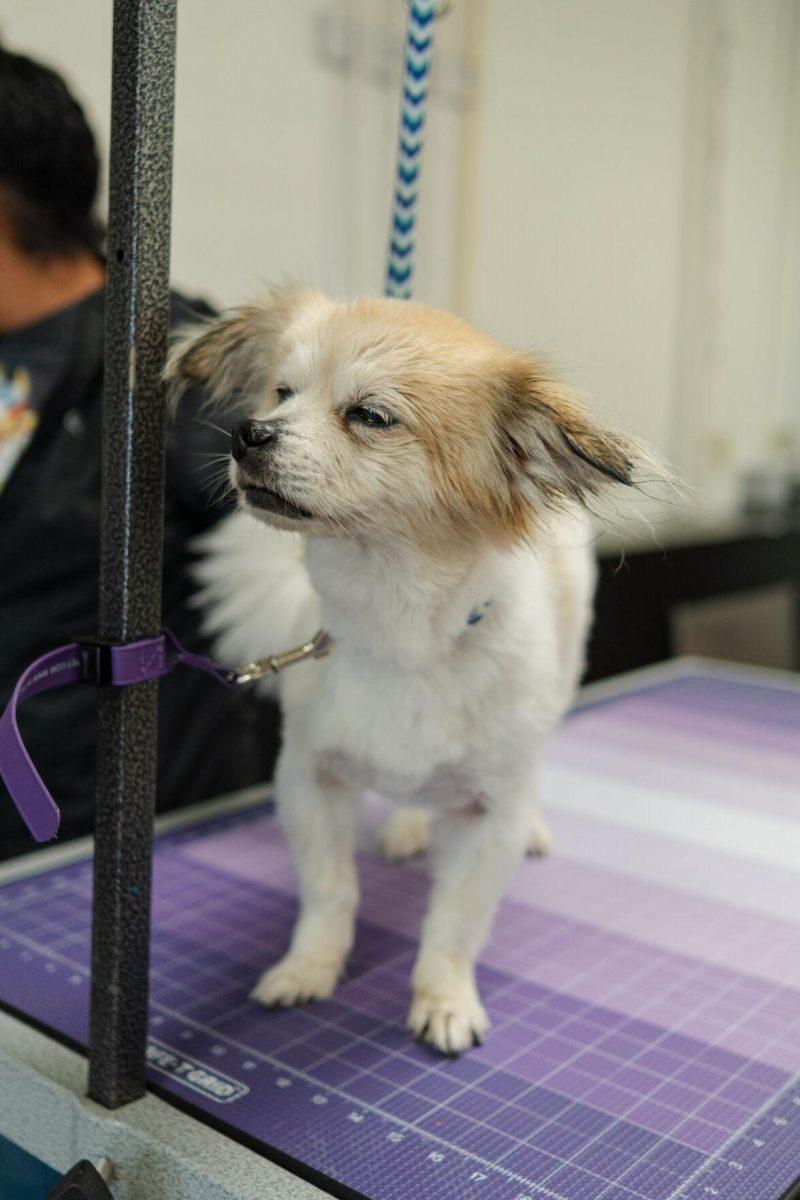 A dog stands for a grooming session Friday, April 26, 2024, at the doggy daycare facility at the LSU School of Veterinary Medicine in Baton Rouge, La.