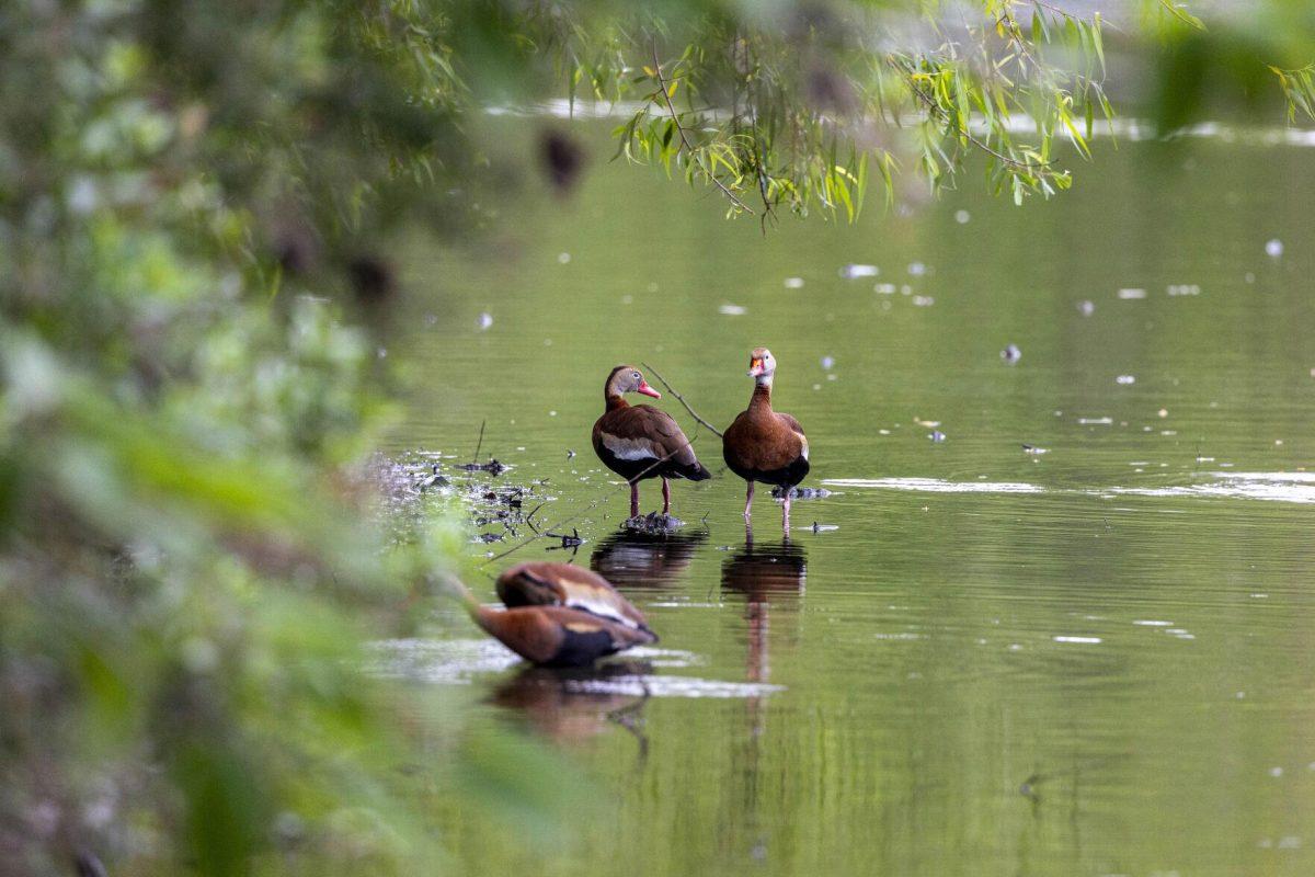 Black-bellied whistling ducks socialize with each other Tuesday, April 2, 2024, around Campus Lake on LSU's campus.
