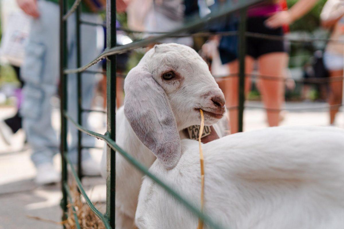 A goat munches on some hay Tuesday, April 2, 2024, at the College Council Rodeo on Tower Drive on LSU's campus.