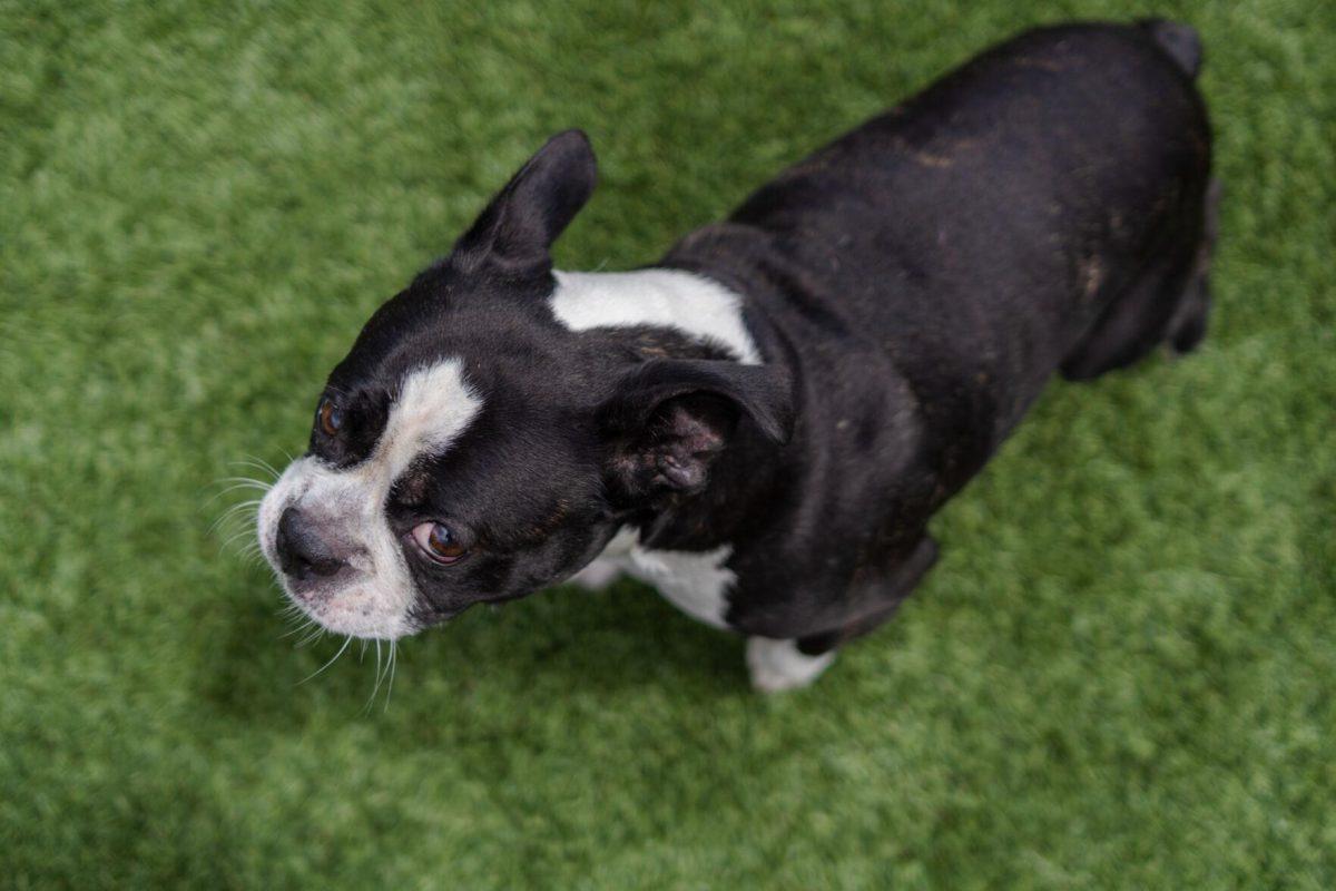 A dog stands in the sun Friday, April 26, 2024, at the doggy daycare facility at the LSU School of Veterinary Medicine in Baton Rouge, La.