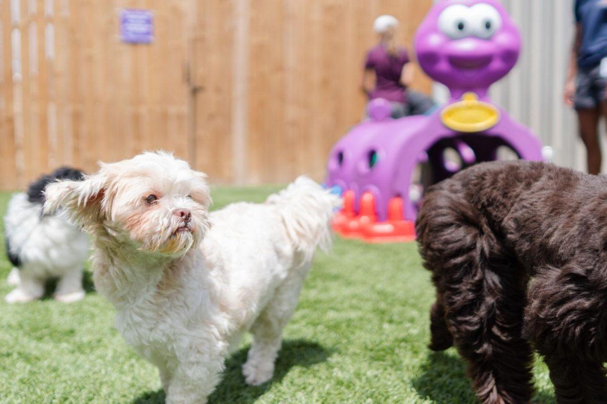 Dogs frolick about Friday, April 26, 2024, at the doggy daycare facility at the LSU School of Veterinary Medicine in Baton Rouge, La.