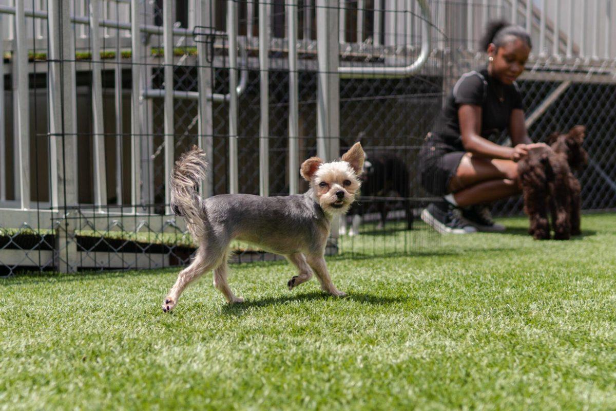 A little dog runs around Friday, April 26, 2024, at the doggy daycare facility at the LSU School of Veterinary Medicine in Baton Rouge, La.