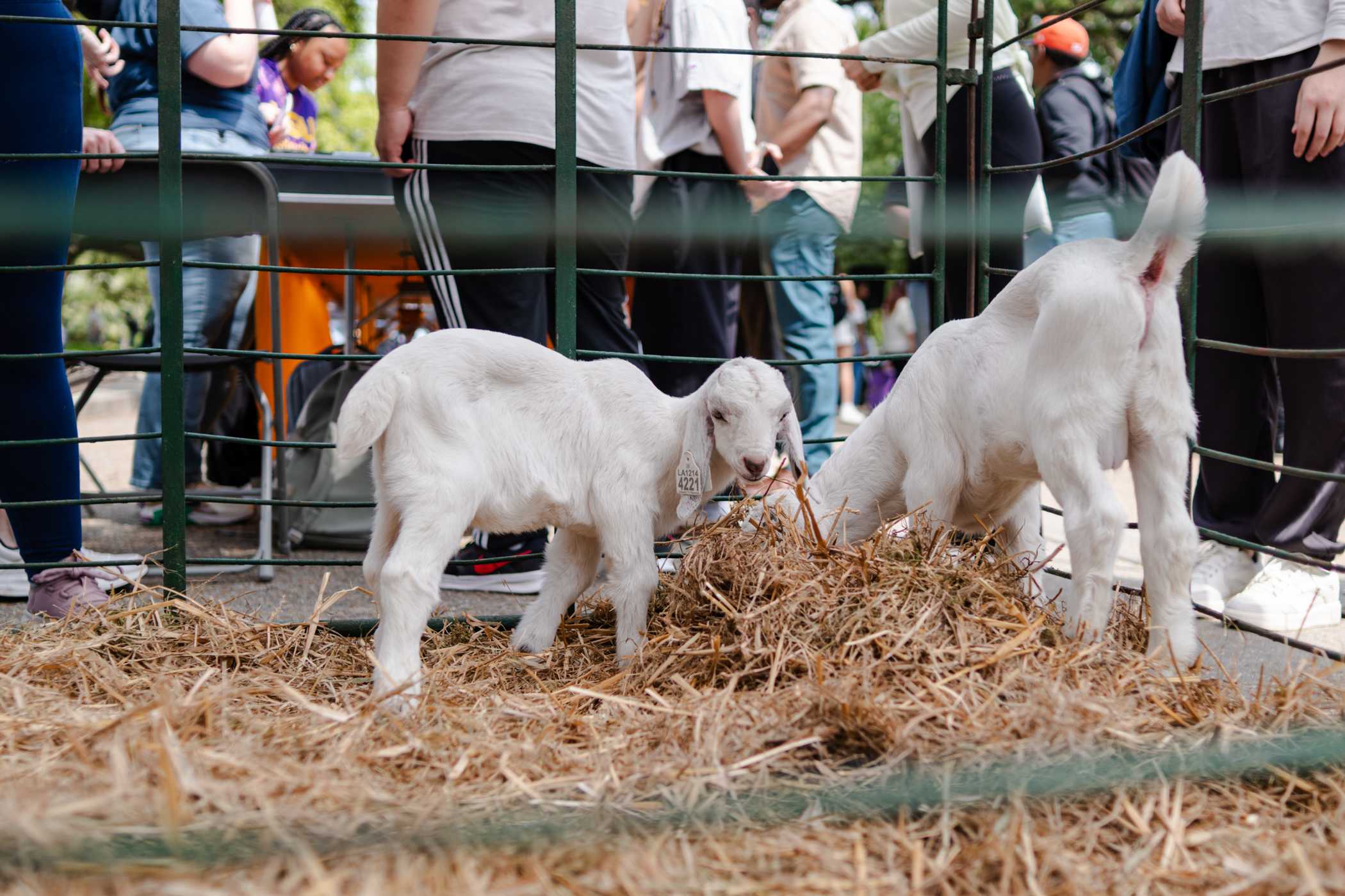 College Council Rodeo takes over Tower Drive