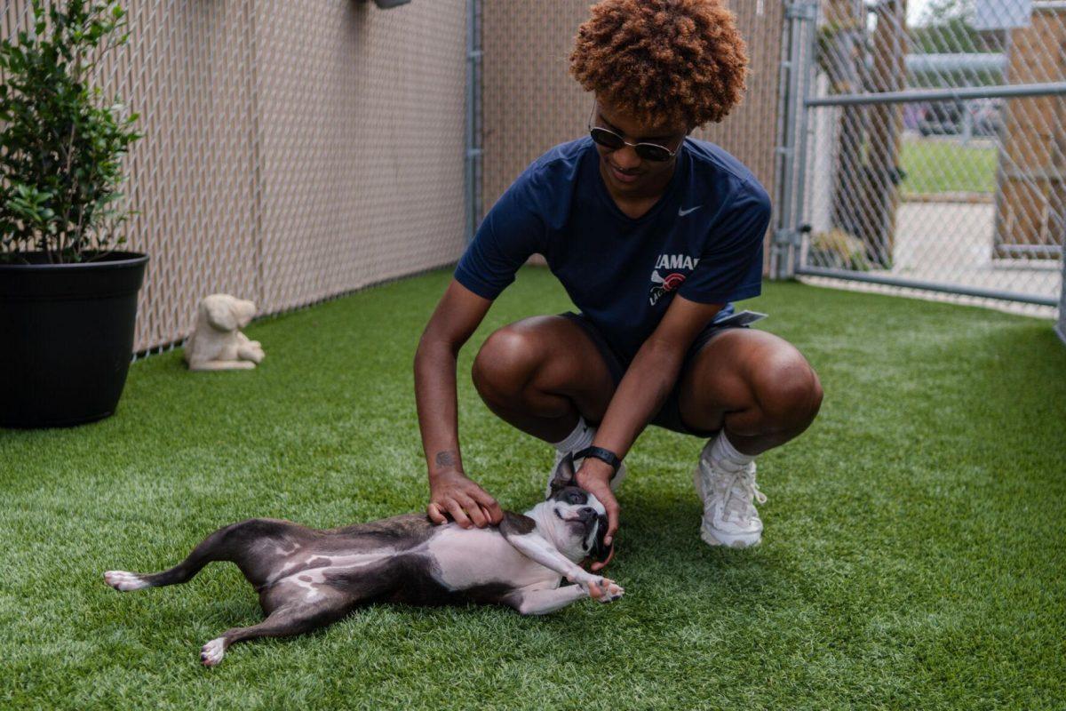 A dog enjoys some pets Friday, April 26, 2024, at the doggy daycare facility at the LSU School of Veterinary Medicine in Baton Rouge, La.