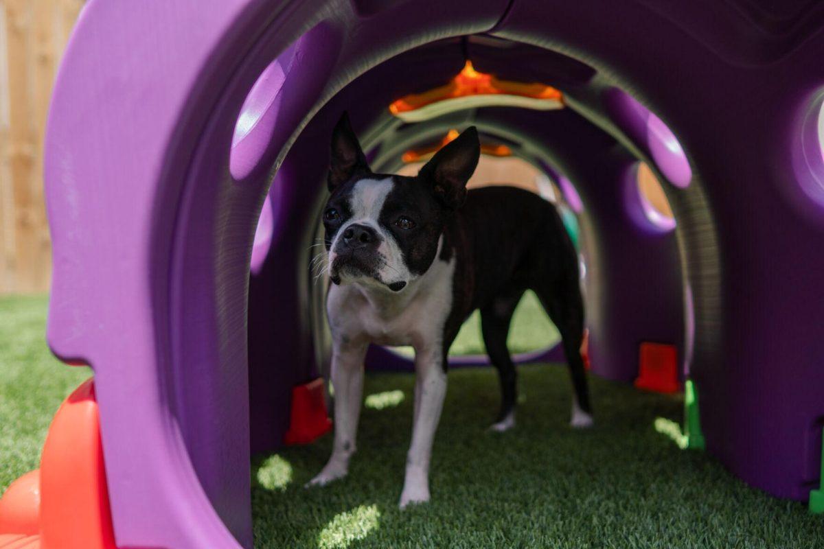 A dog stands under a play structure Friday, April 26, 2024, at the doggy daycare facility at the LSU School of Veterinary Medicine in Baton Rouge, La.