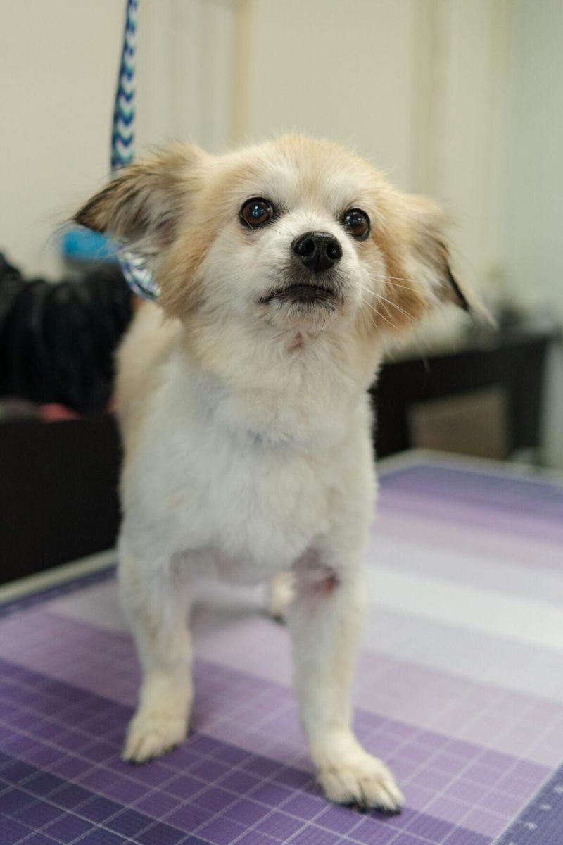 A dog stands for a grooming session Friday, April 26, 2024, at the doggy daycare facility at the LSU School of Veterinary Medicine in Baton Rouge, La.