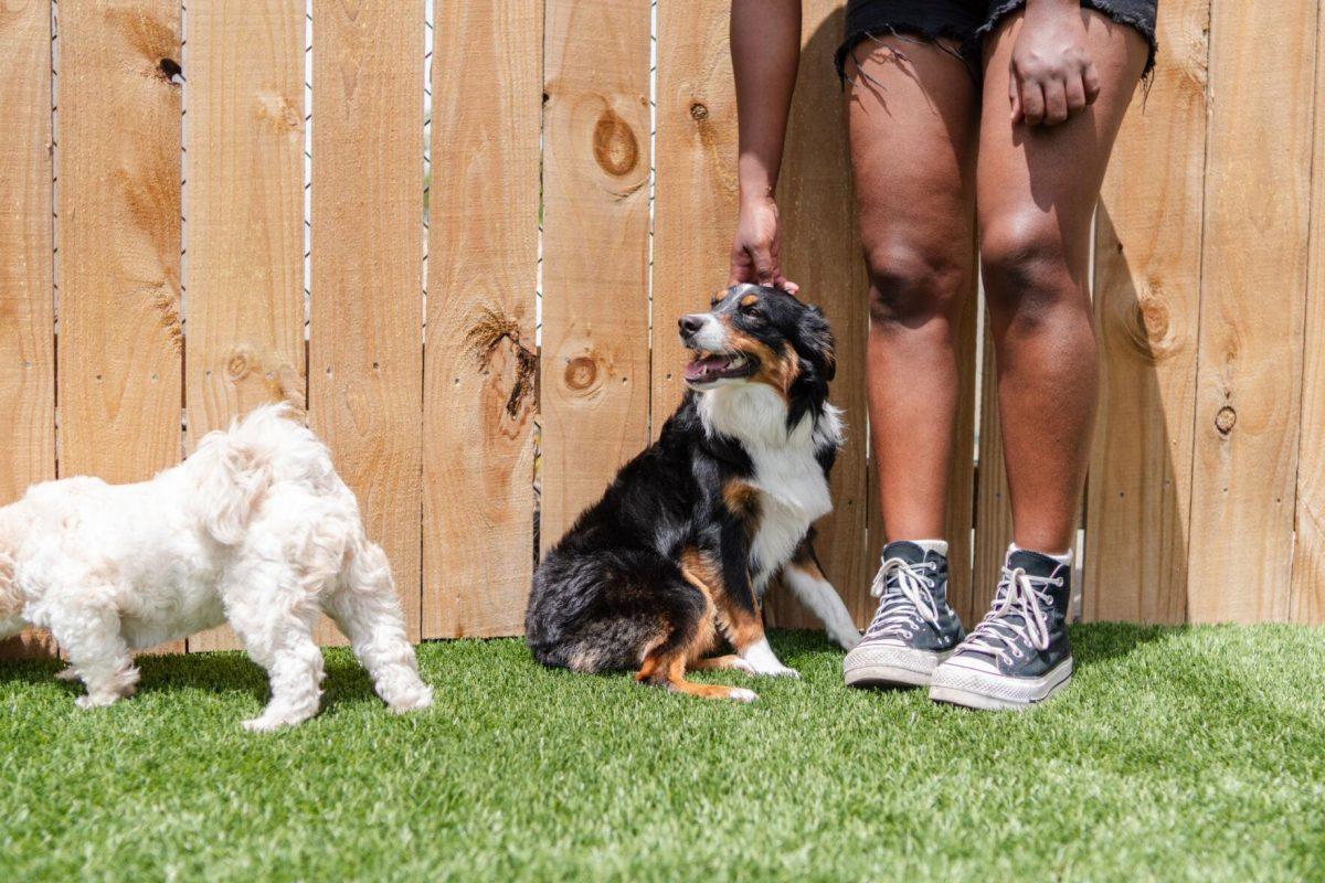 A dog enjoys some pets Friday, April 26, 2024, at the doggy daycare facility at the LSU School of Veterinary Medicine in Baton Rouge, La.