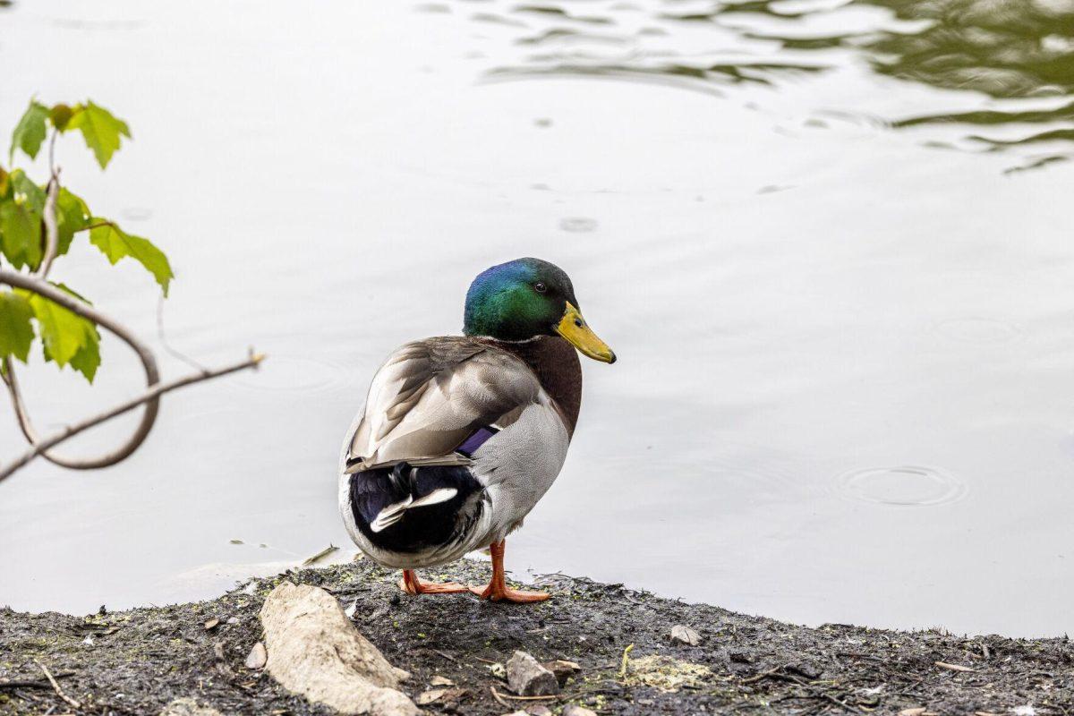 A mallard duck looks at the camera Tuesday, April 2, 2024, around Campus Lakes on LSU's campus.