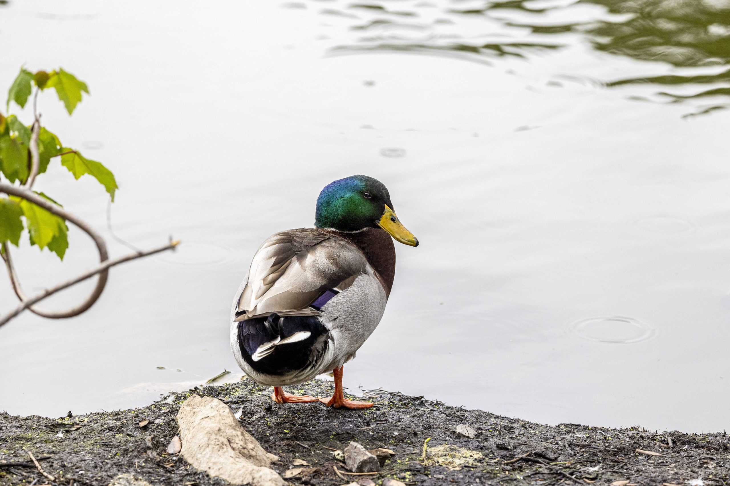 PHOTOS: What I learned from an hour with the campus ducks