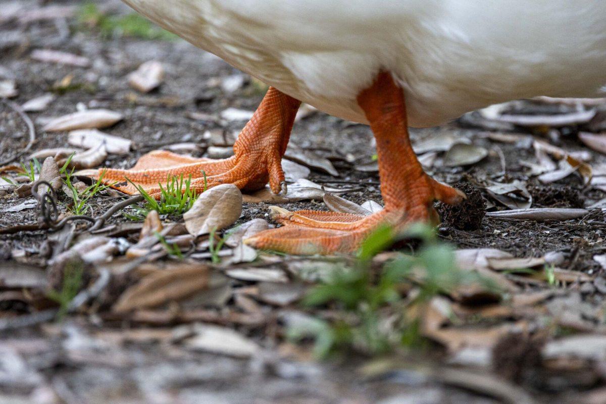 An American pekin walks on the dirt Tuesday, April 2, 2024, around Campus Lake on LSU's campus.