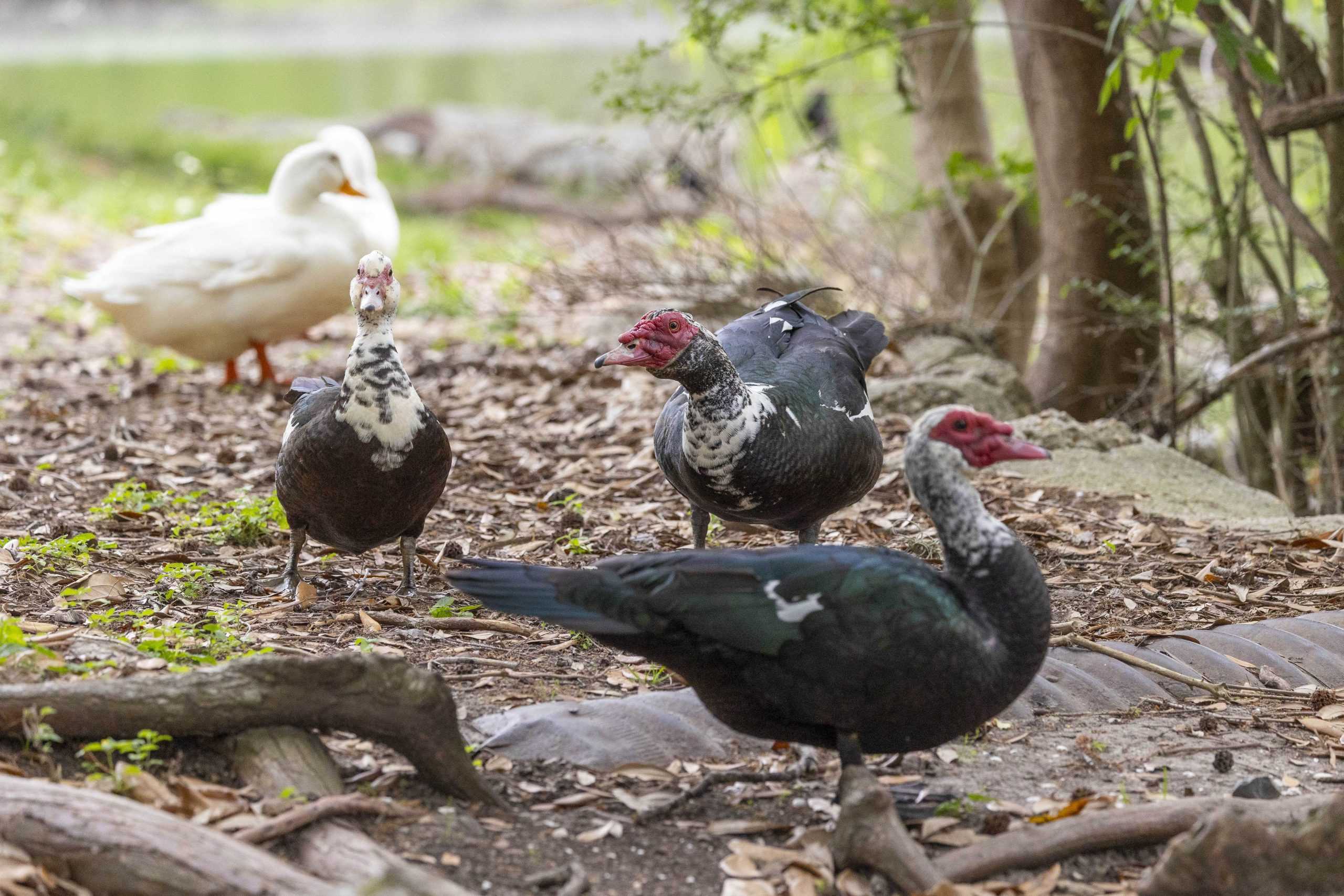 PHOTOS: What I learned from an hour with the campus ducks