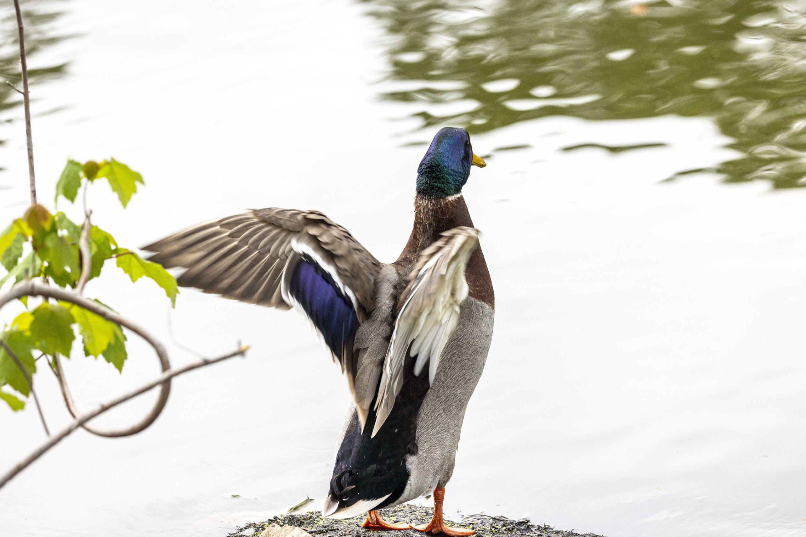 PHOTOS: What I learned from an hour with the campus ducks