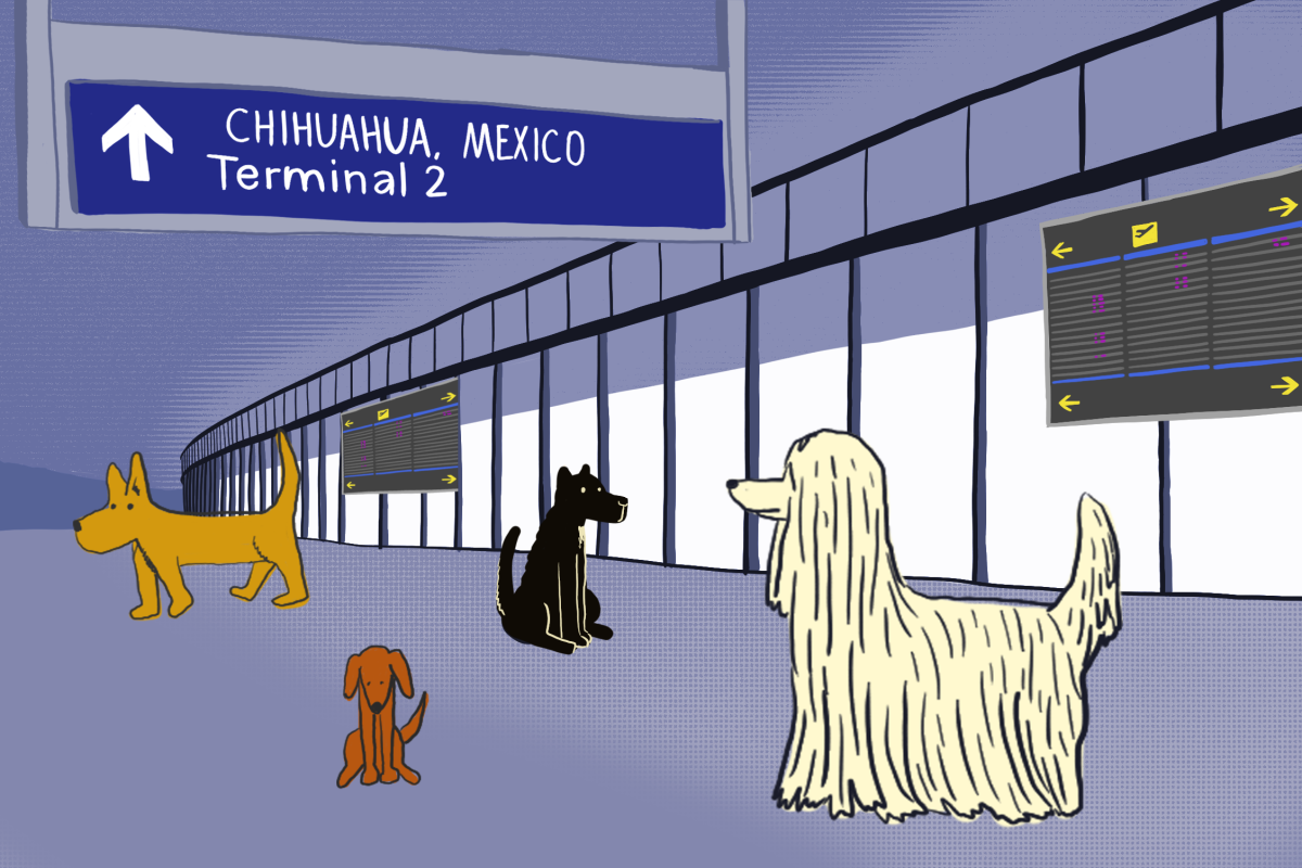 Dog Airport Graphic