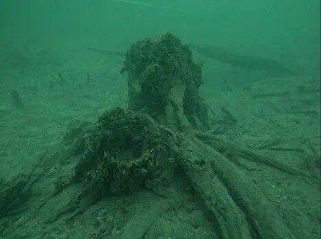 Tree stumps over 50,000 years old sit at the bottom of the Gulf of Mexico near Gulf Shores, Alabama.