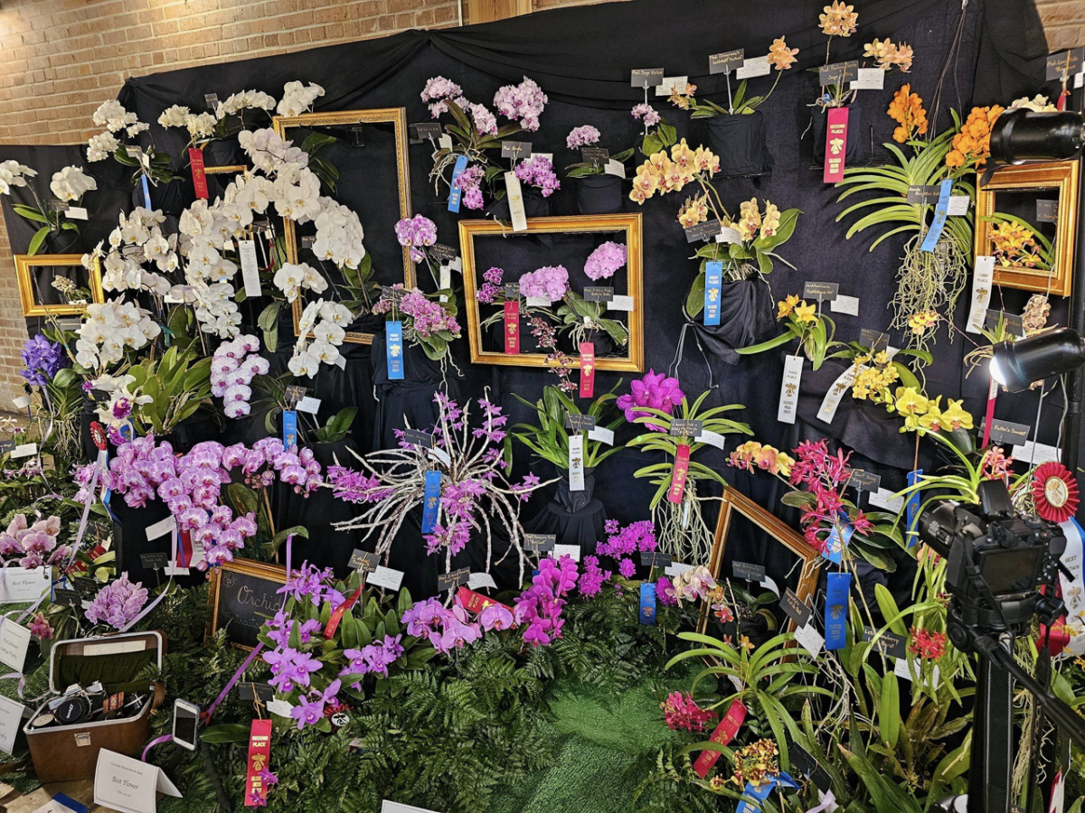 A booth from a past orchid show displays a wide variety of orchids