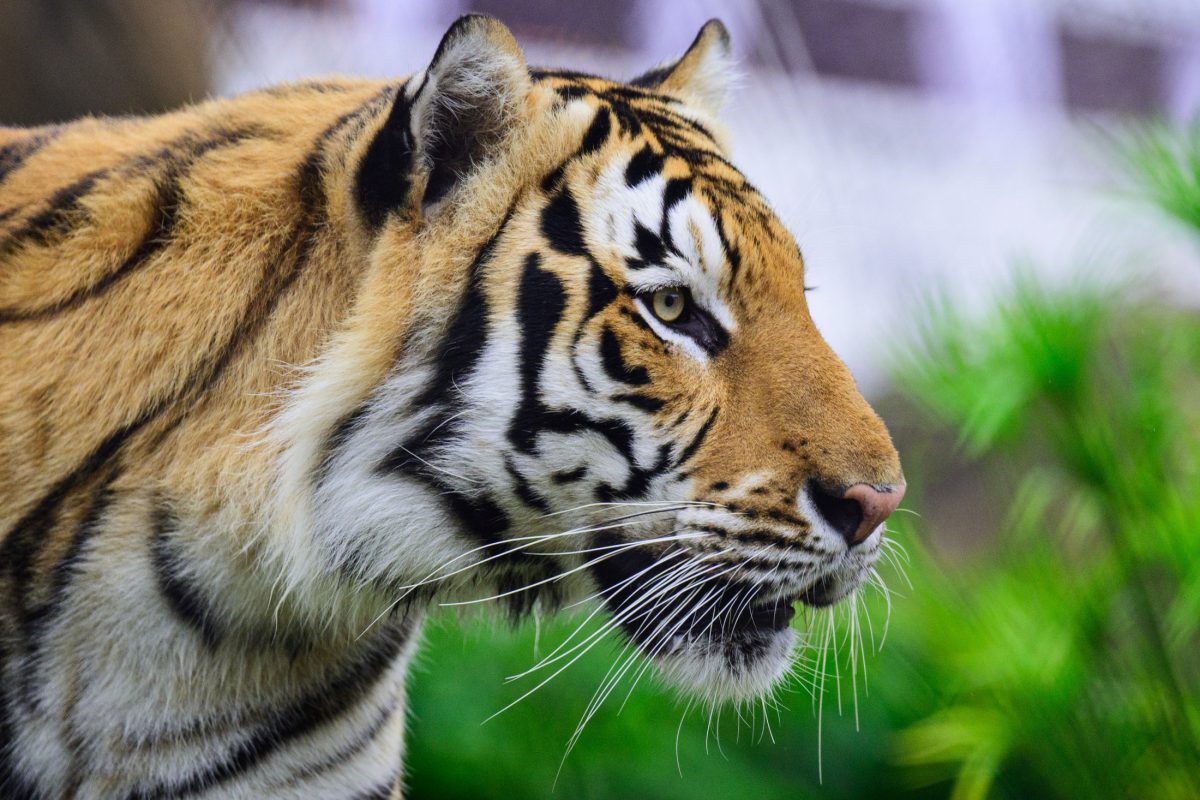 Mike the Tiger stares in curiosity on Monday, Nov. 20, 2023, in Mike the Tiger's Habitat on North Stadium Drive in Baton Rouge, La.