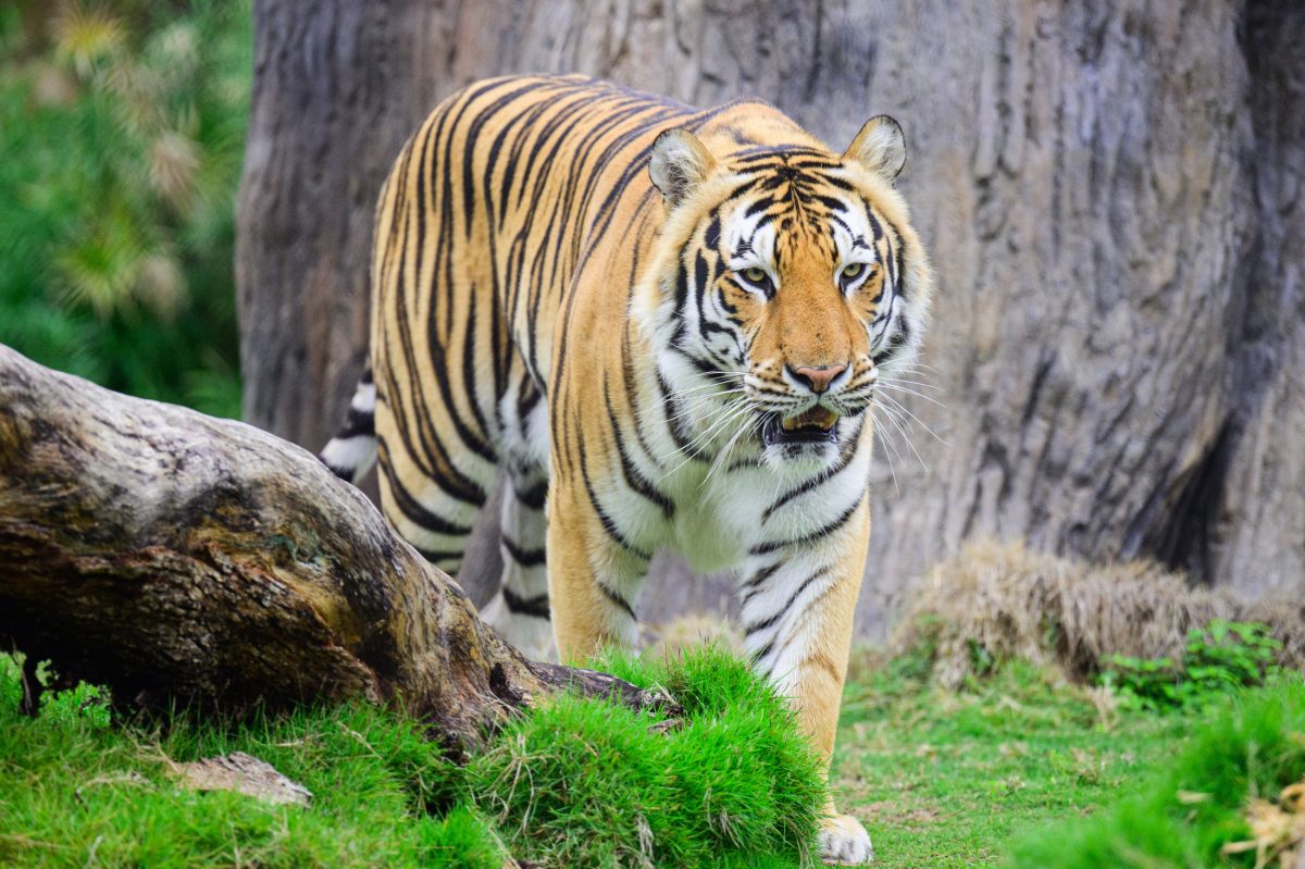 Mike the Tiger wanders his habitat on Tuesday, Nov. 21, 2023, in Mike the Tiger's Habitat on North Stadium Drive in Baton Rouge, La.