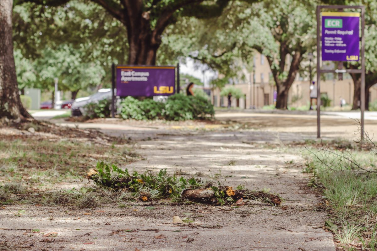 A fallen tree branch lays on the sidewalk Thursday, Sept. 12, 2024, near East Campus Apartments along South Campus Dr. on LSU's campus in Baton Rouge, La.