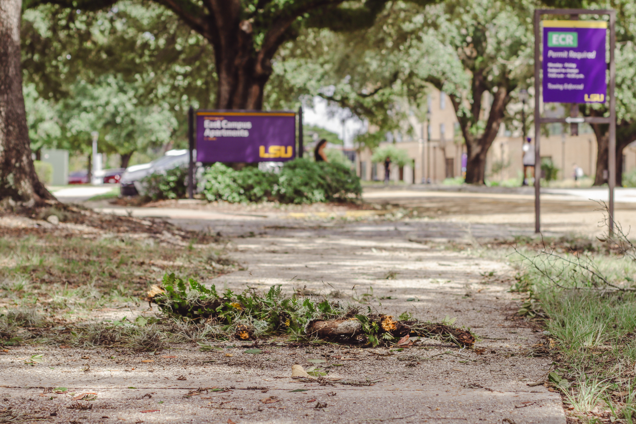 PHOTOS: Hurricane Francine aftermath on LSU campus