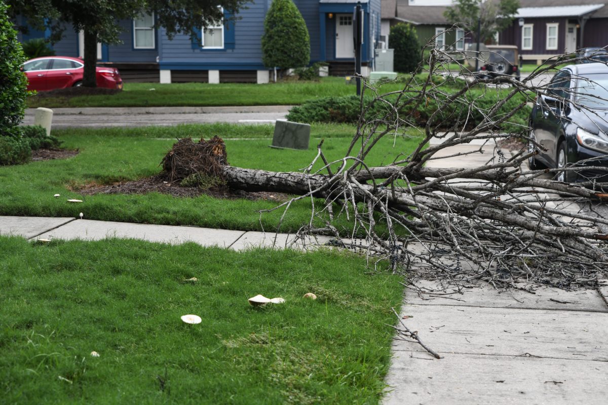 A fallen tree lies on the sidewalk on Thursday, Sept. 12, 2024, at an off-campus apartment complex on Ben Hur Rd. in Baton Rouge, La.