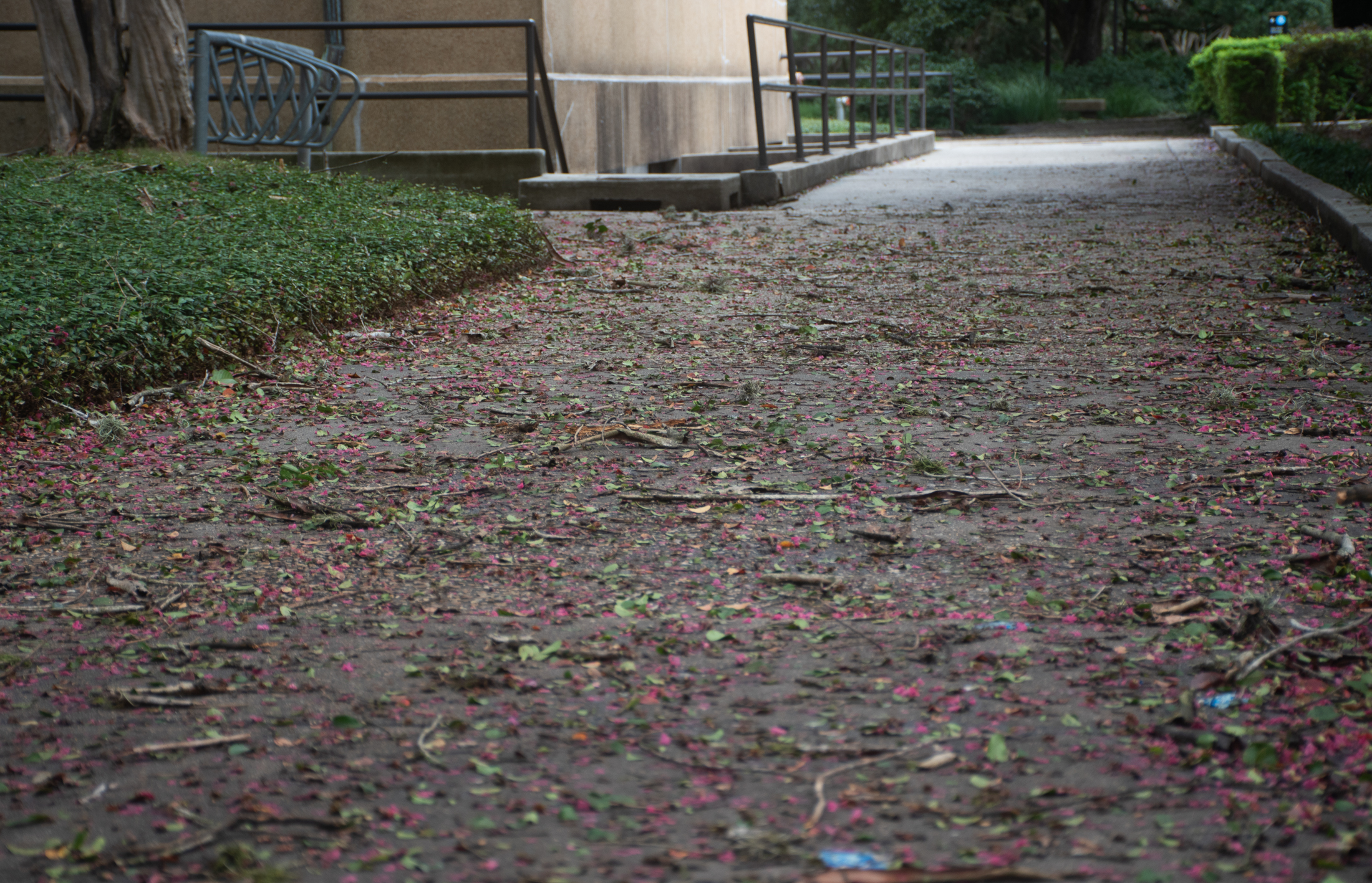 PHOTOS: Hurricane Francine aftermath on LSU campus