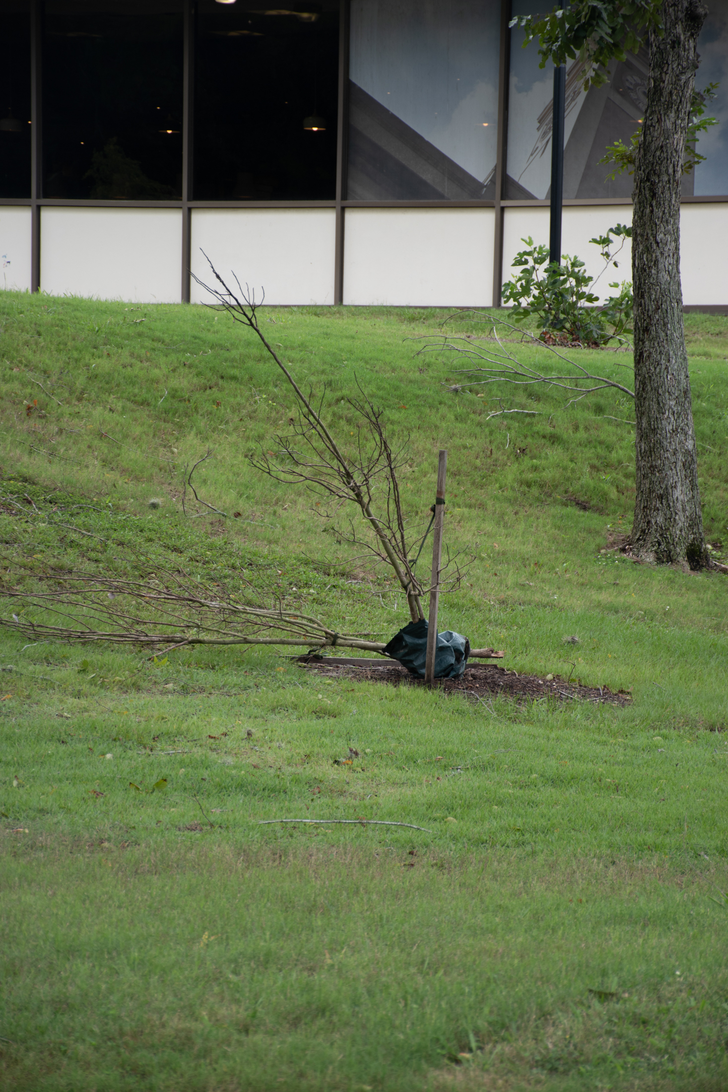 PHOTOS: Hurricane Francine aftermath on LSU campus