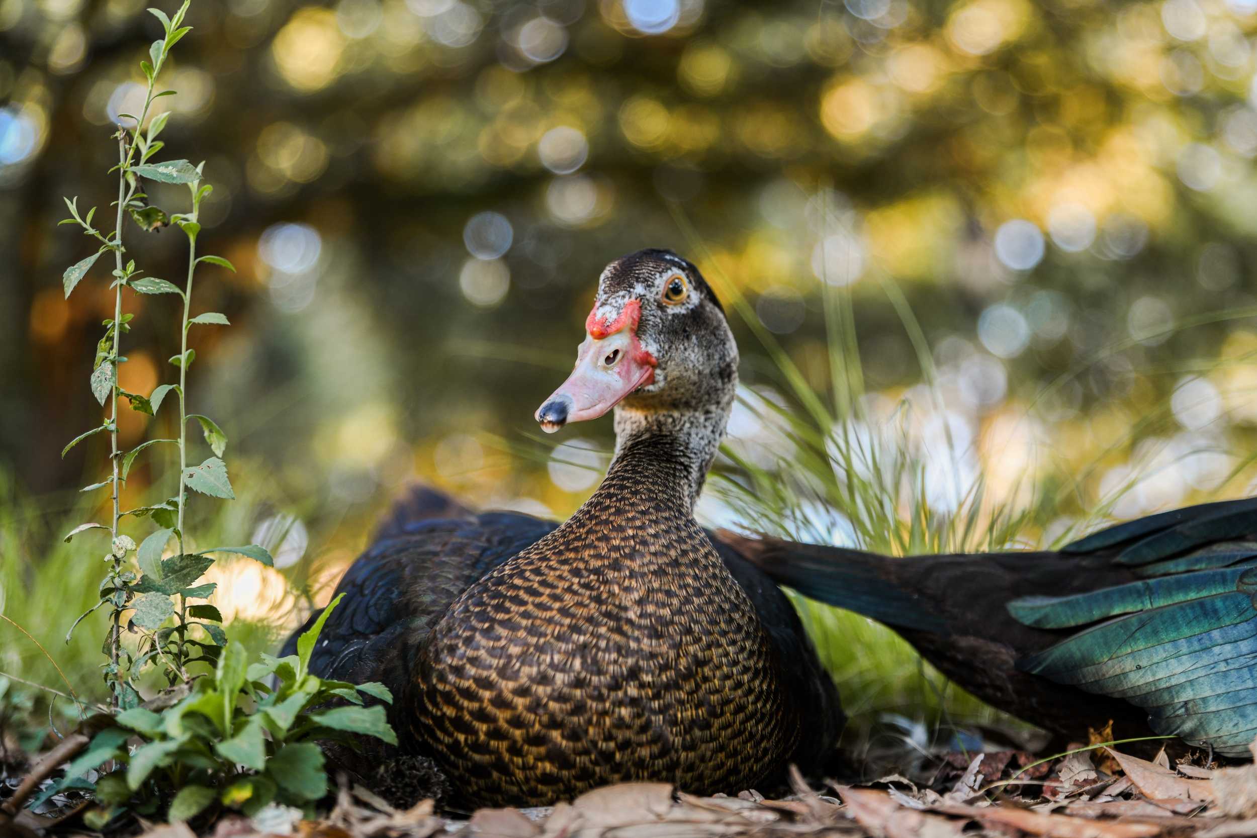 PHOTOS: LSU campus critters