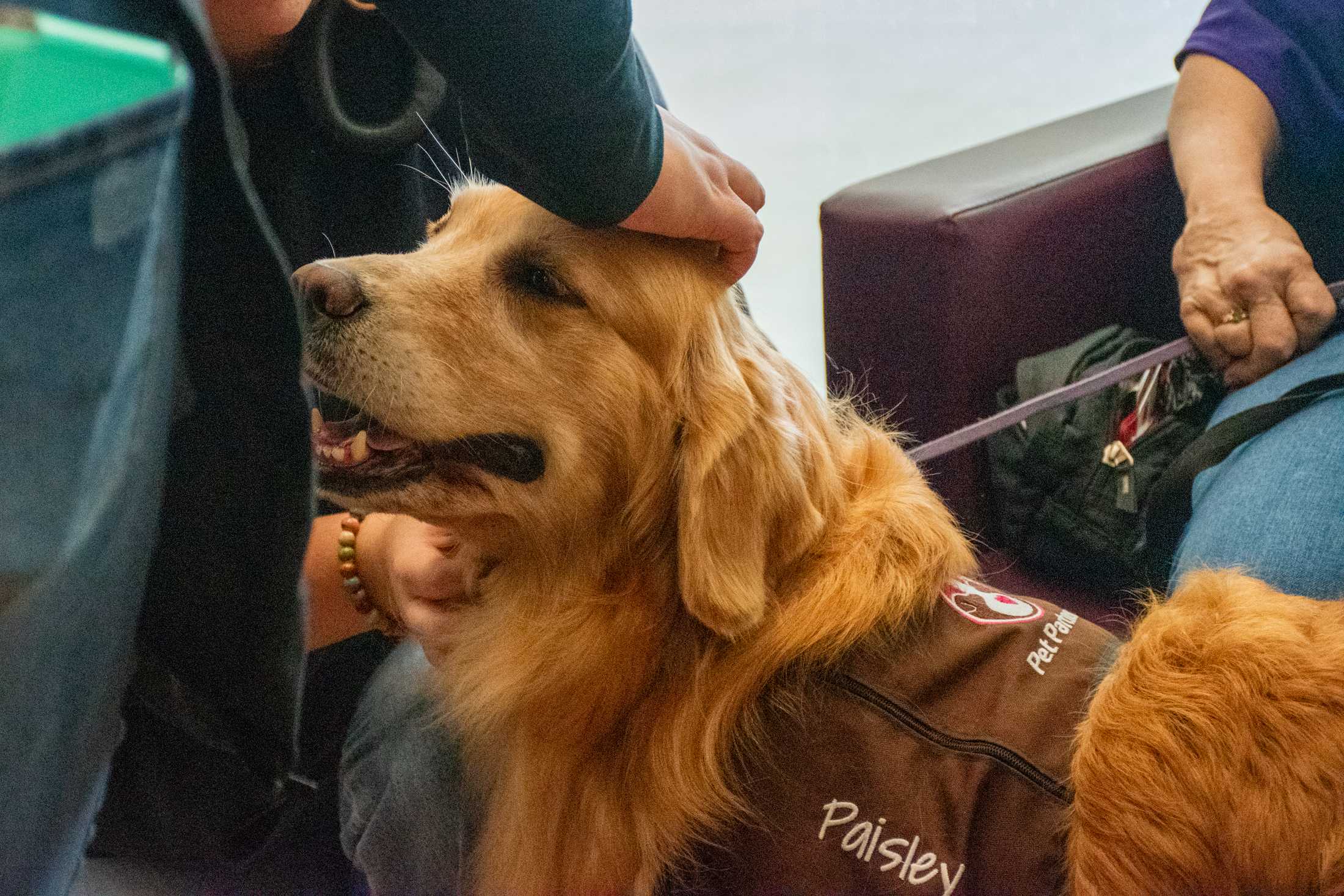 'It's a de-stress day': Therapy dogs visit LSU Library during midterms week