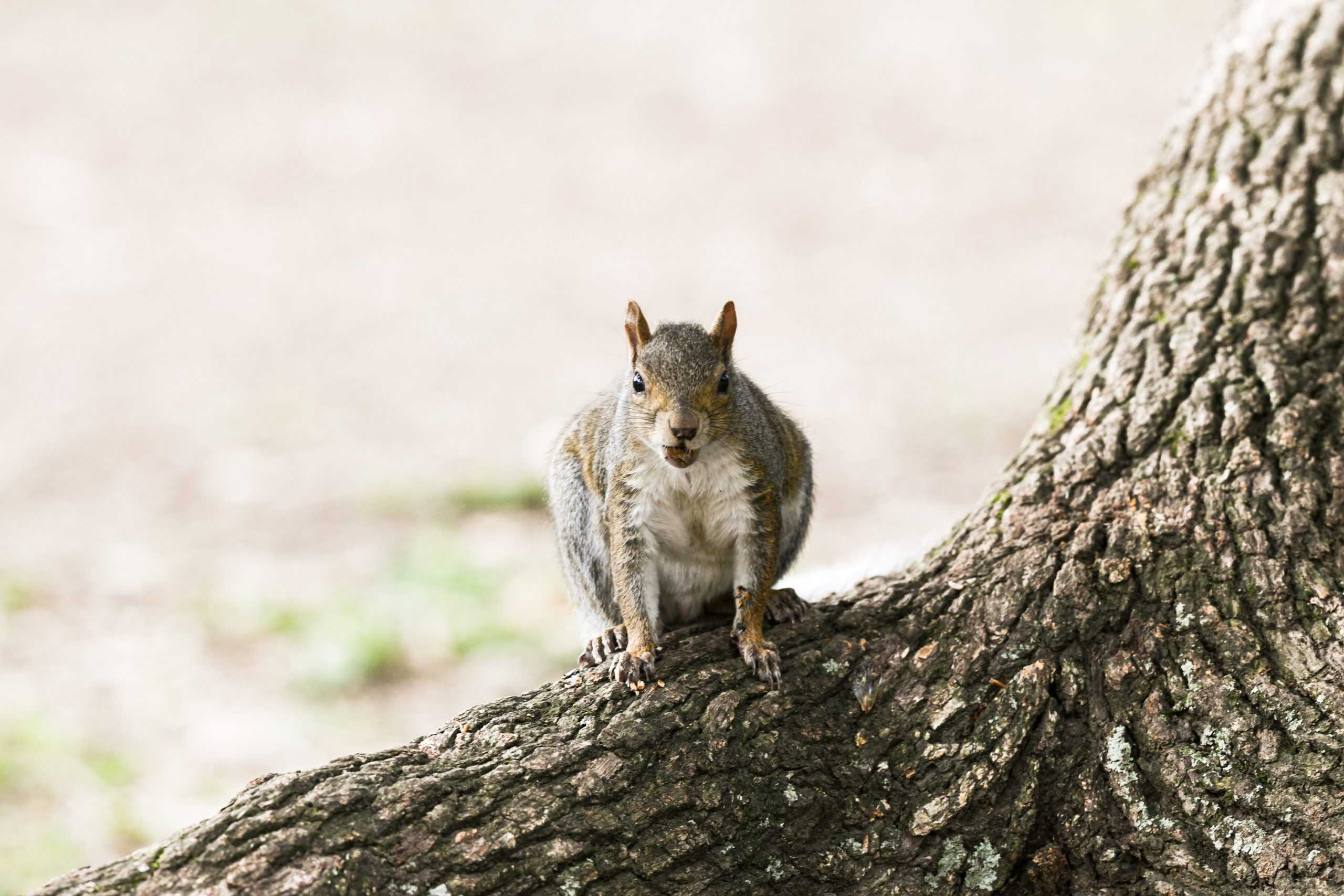 PHOTOS: LSU campus critters