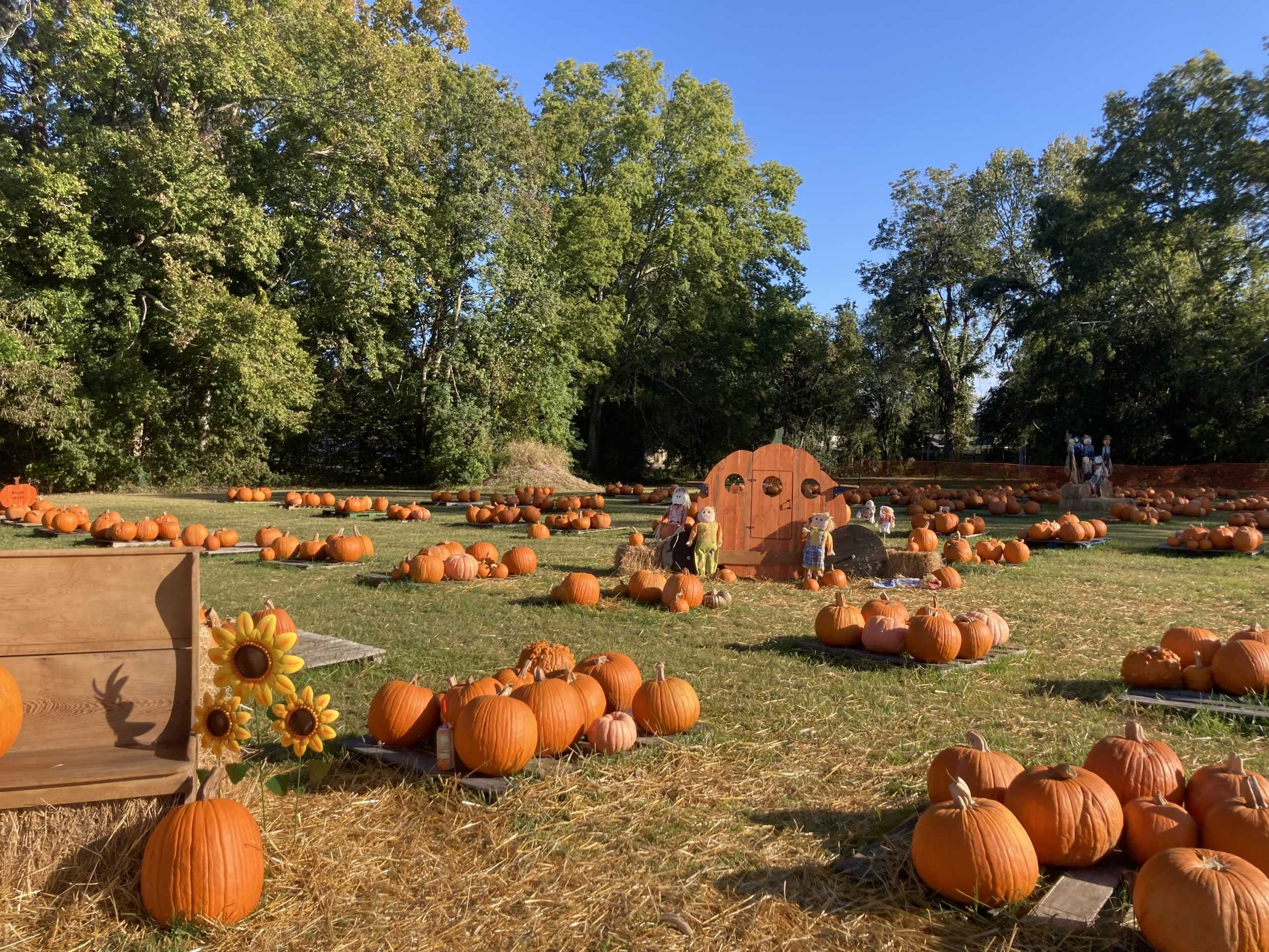 No trick, this pumpkin patch is an October treat for the Baton Rouge community