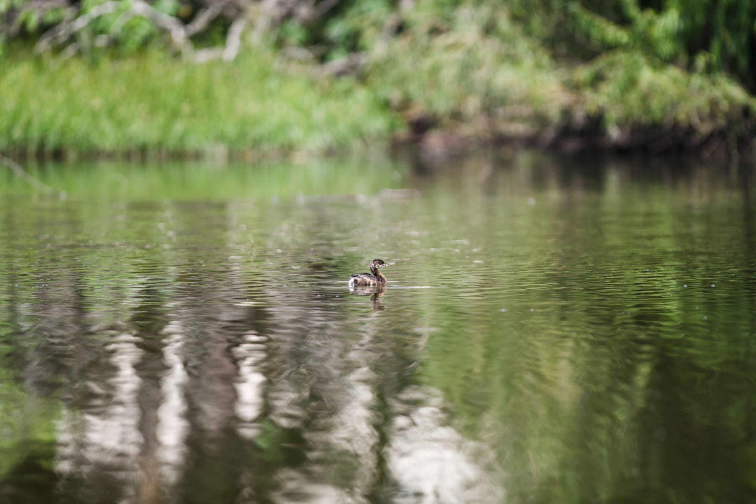 PHOTOS: LSU campus critters