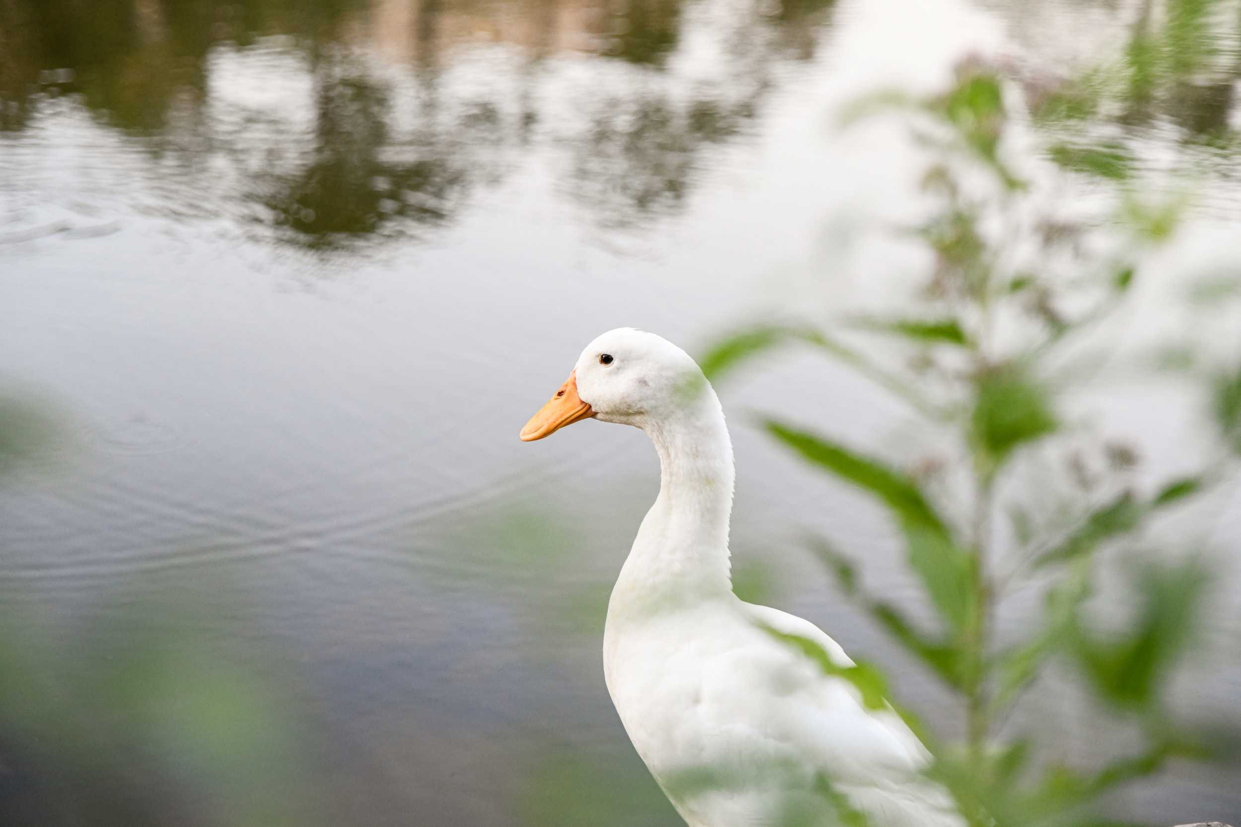 PHOTOS: LSU campus critters